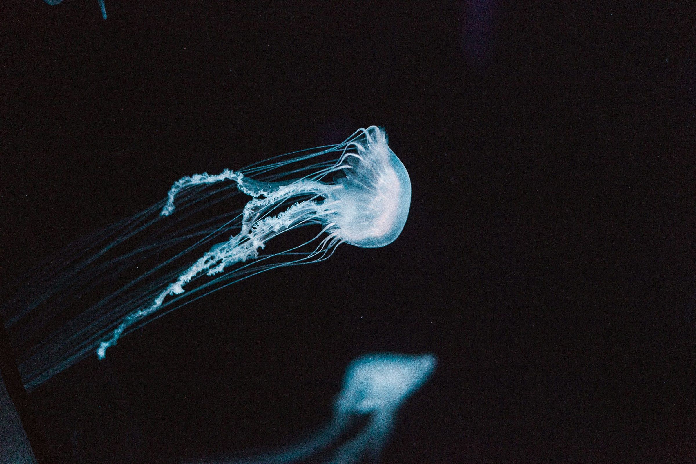 Ученые у берегов Японии обнаружили новый вид медуз с неизвестным ядом