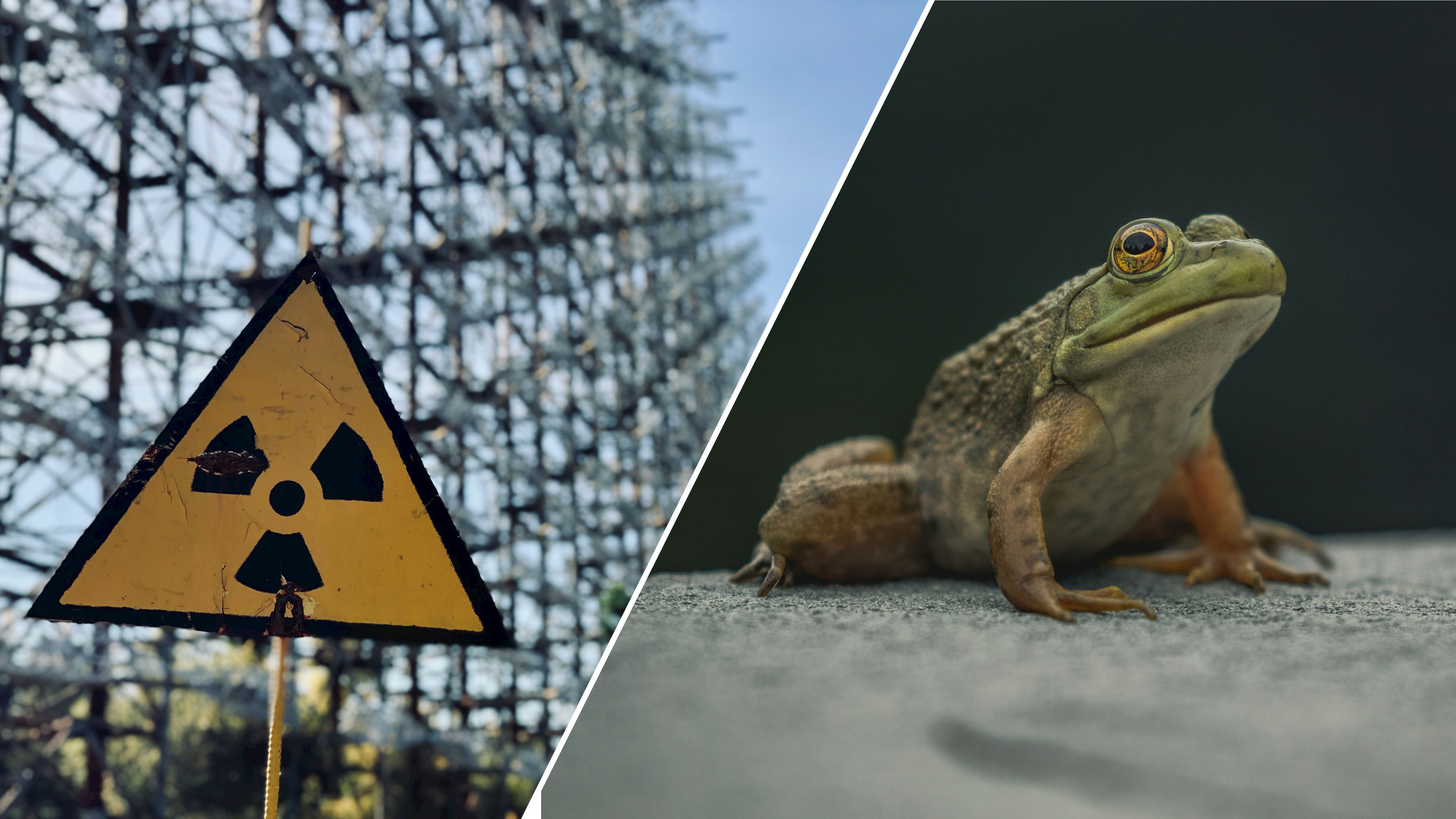 У Чорнобилі знайшли жаб, які мутували, щоб захиститися від радіації