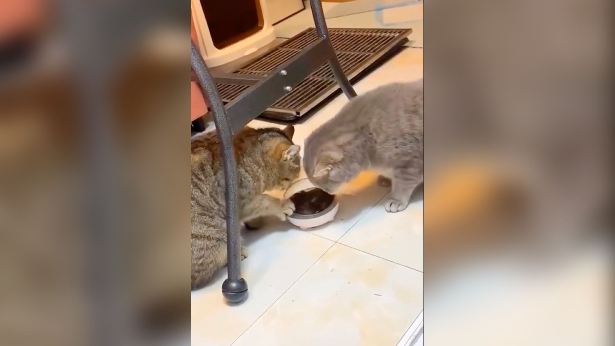 На видео попали воспитанные котики, которые любезно делятся обедом