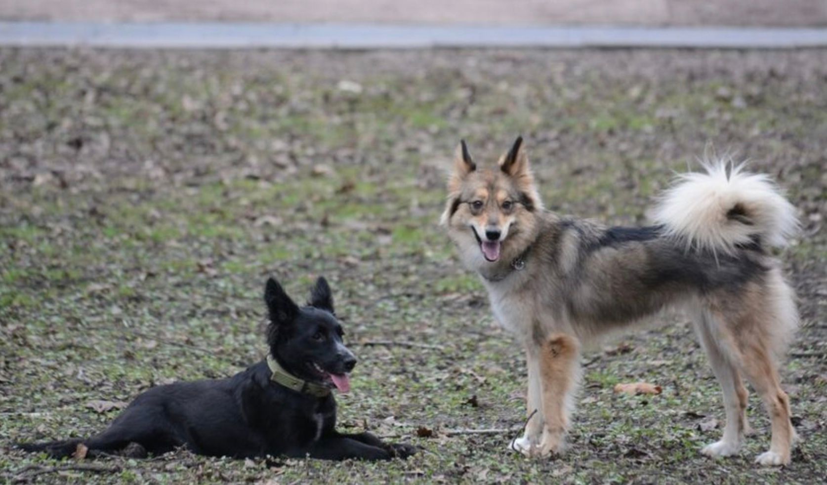 У центрі Львова безкоштовно щеплюватимуть від сказу тварин У центрі Львова безкоштовно щеплюватимуть від сказу тварин