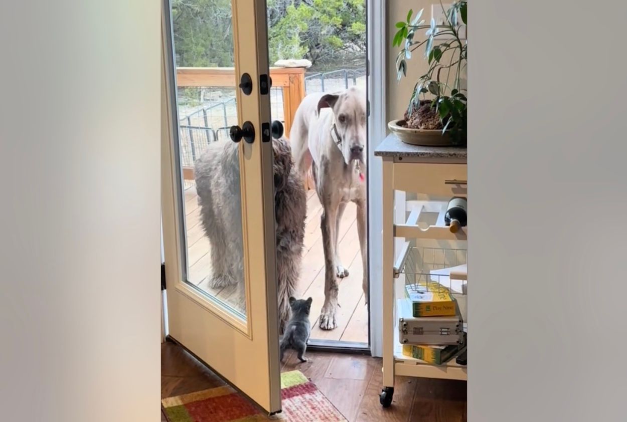 Крошечный щенок не впускает старших собак в дом Крошечный щенок не впускает старших собак в дом