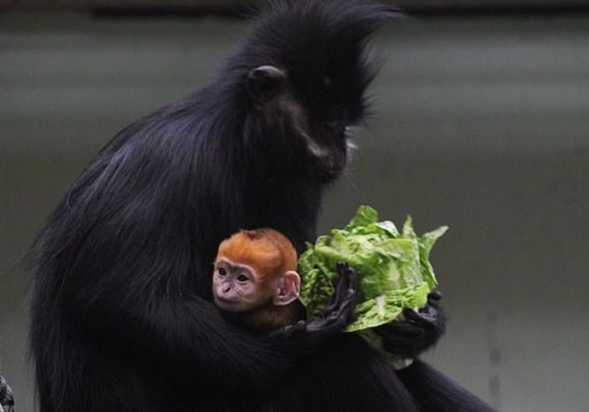В зоопарке родился редкий детеныш с "огненной" шерстью В зоопарке родился редкий детеныш с "огненной" шерстью