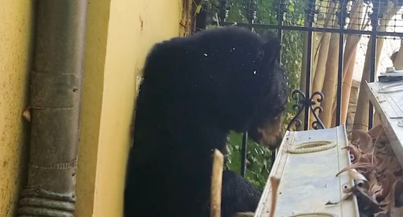 Медведица после зимы вылезла из отверстия для вентиляции в доме