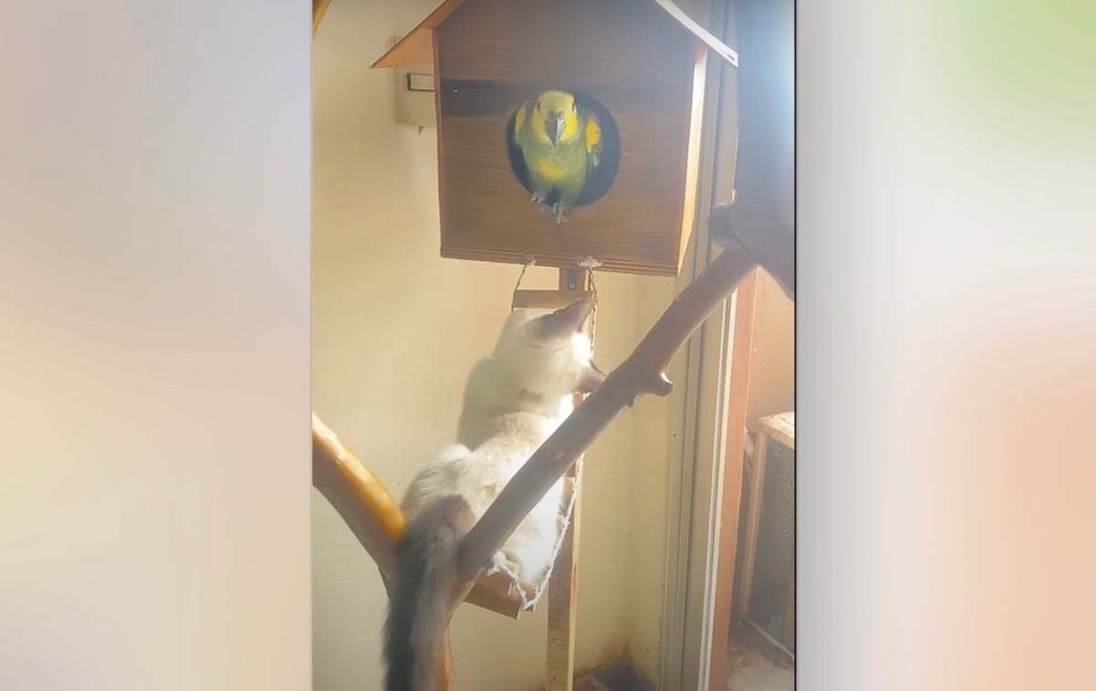 Кот нагло "выселяет" попугая из его домика Кот нагло "выселяет" попугая из его домика