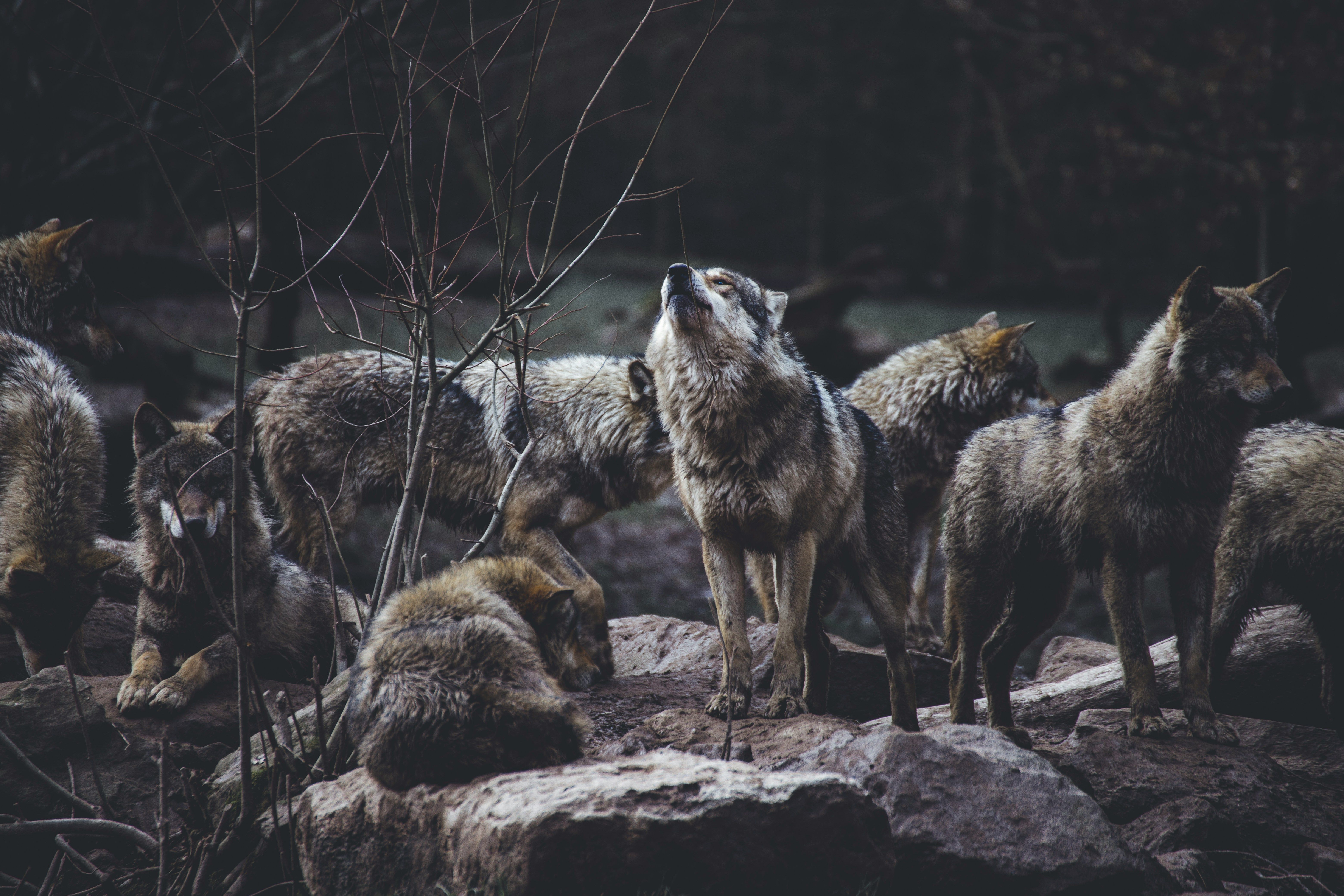 На Київщині з'явиться заказник для охорони вовків