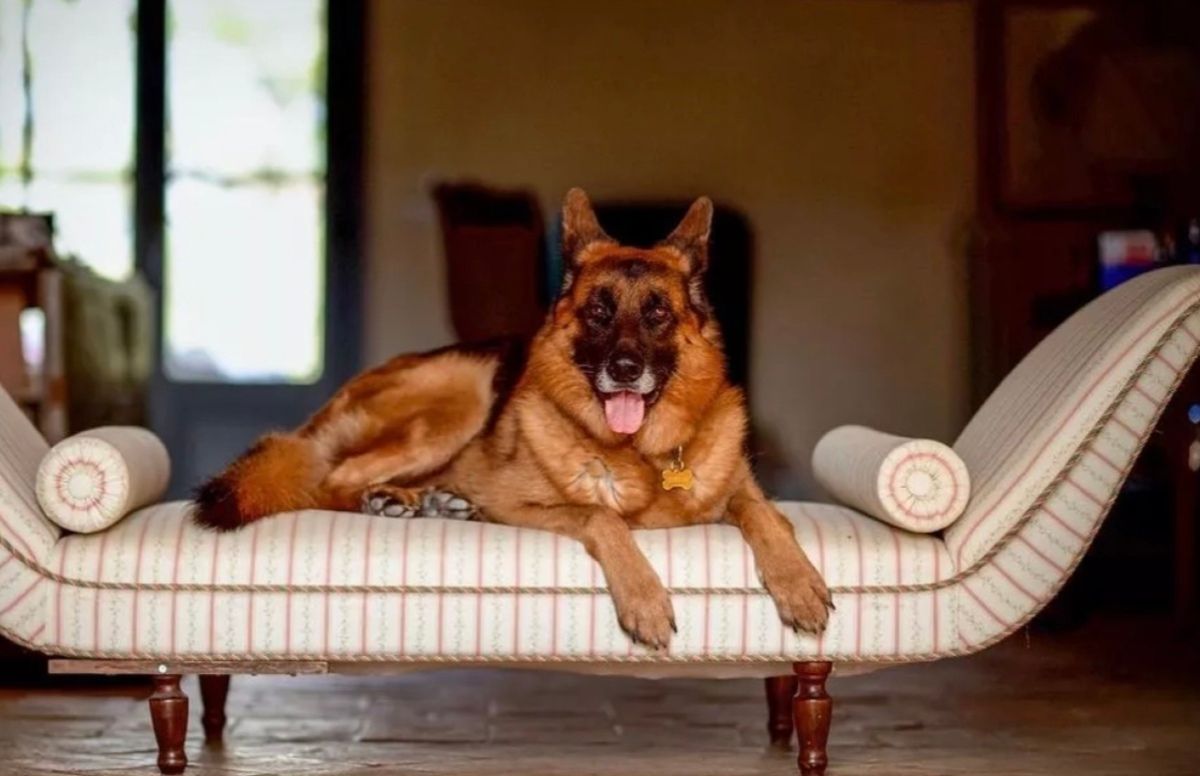 Собака с личным водителем "владеет" 310 миллионами евро Собака с личным водителем "владеет" 310 миллионами евро