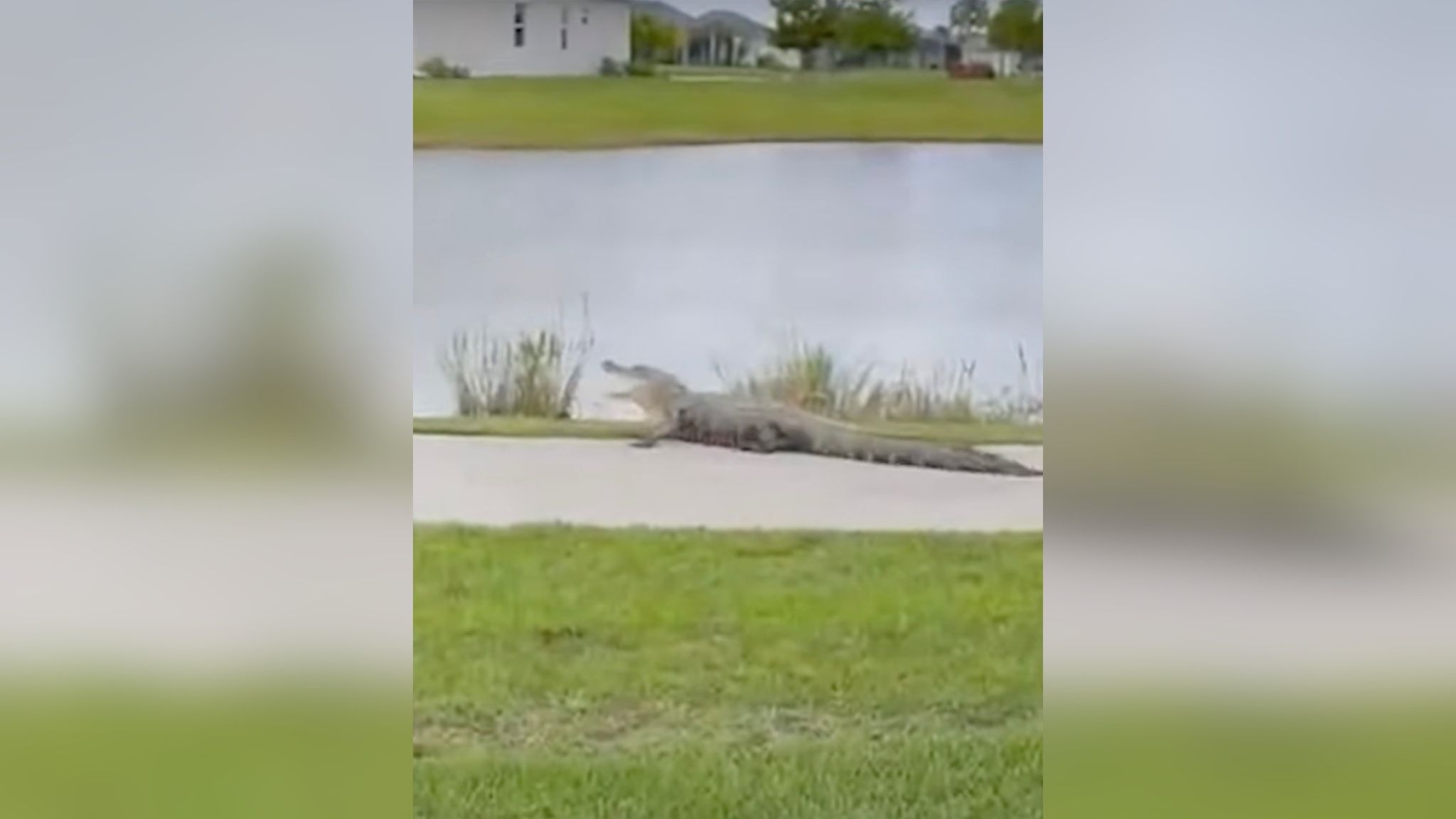 Аллигатор неожиданно вылез из озера и напал на супругов