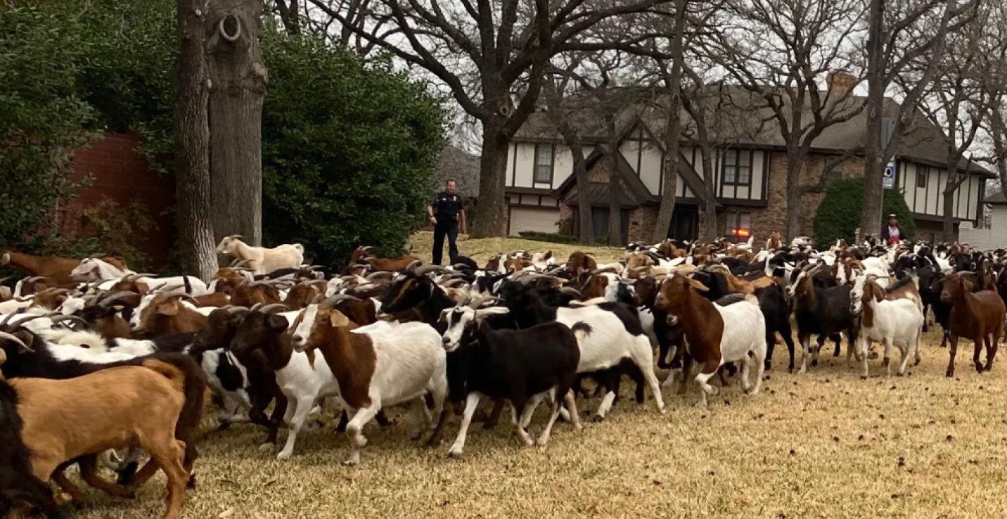 200 коз, сбежавших из заповедника, парализовали город