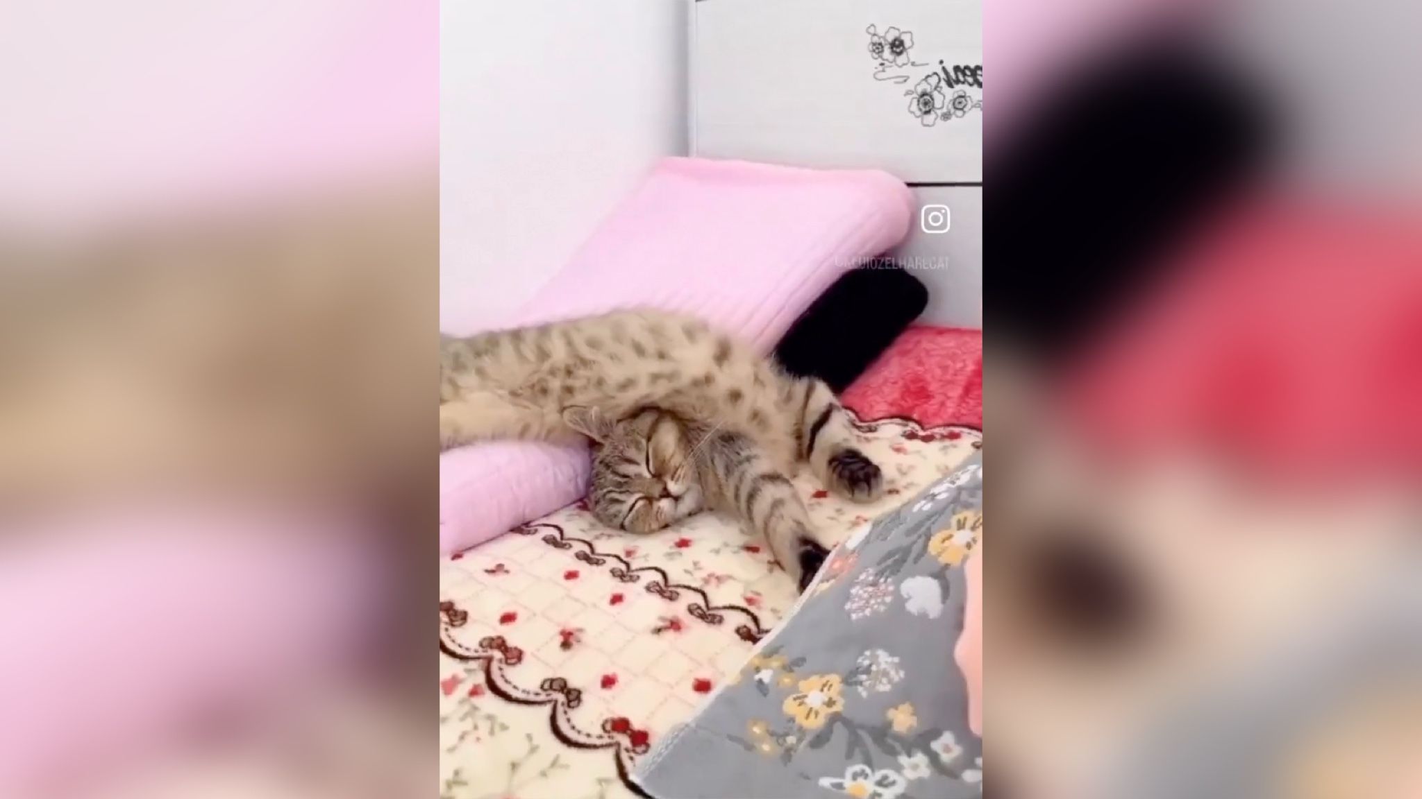 Котик показал упражнение, после которого спина точно не будет болеть Котик показал упражнение, после которого спина точно не будет болеть