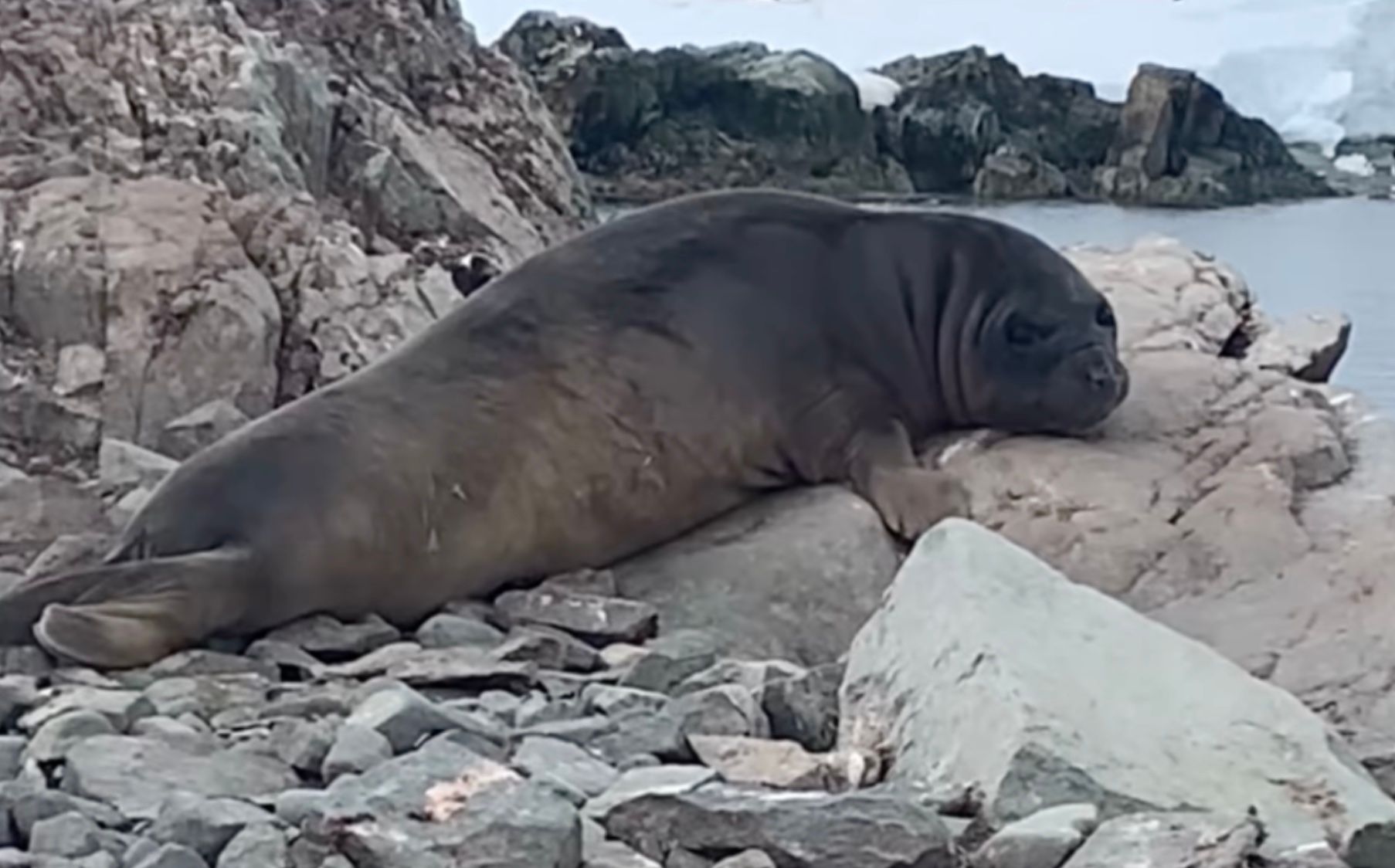 Морський слон біля станції "Академік Вернадський" Морський слон біля станції "Академік Вернадський"