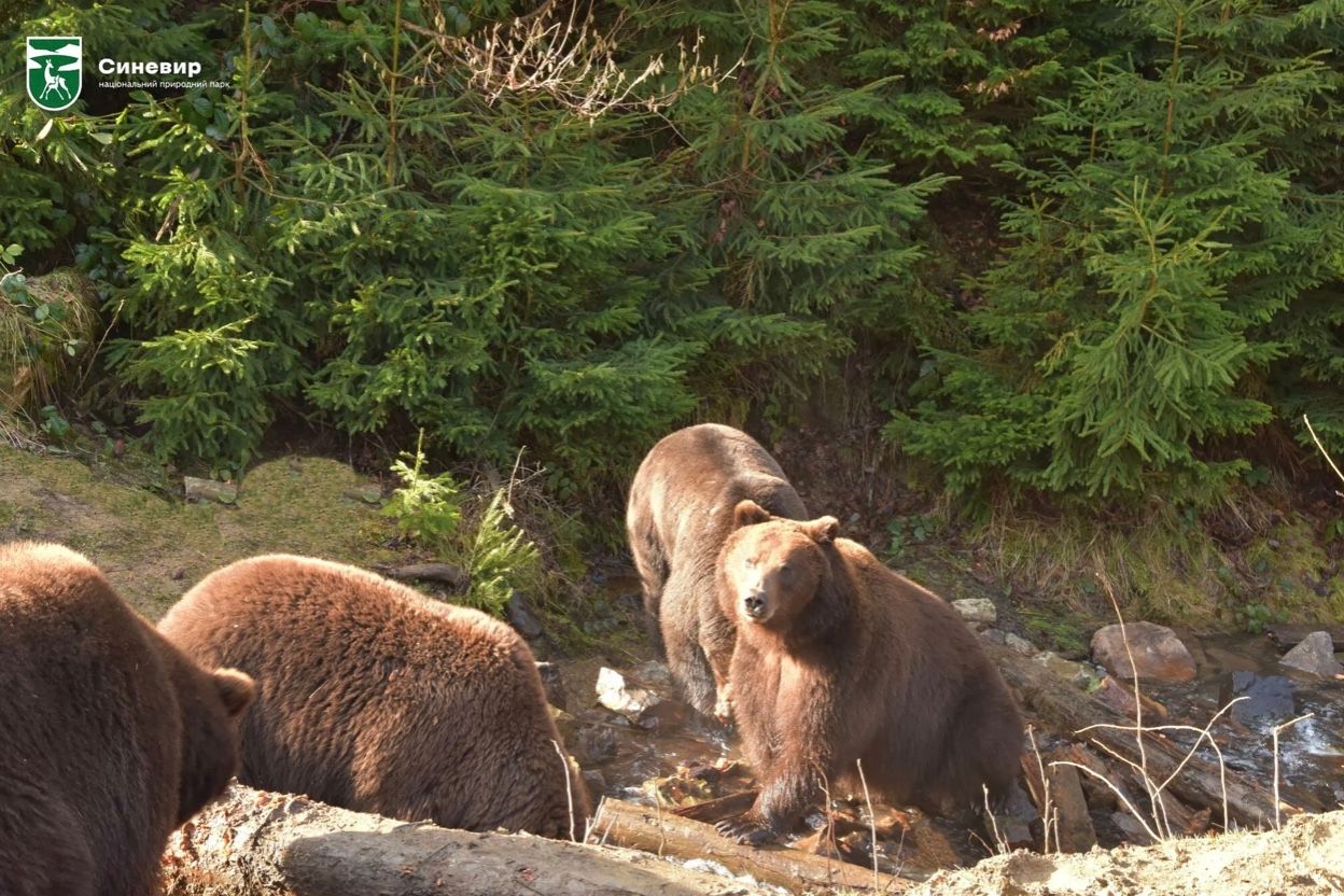 В медвежьем приюте "Синевир" показали весеннее пробуждение зверей