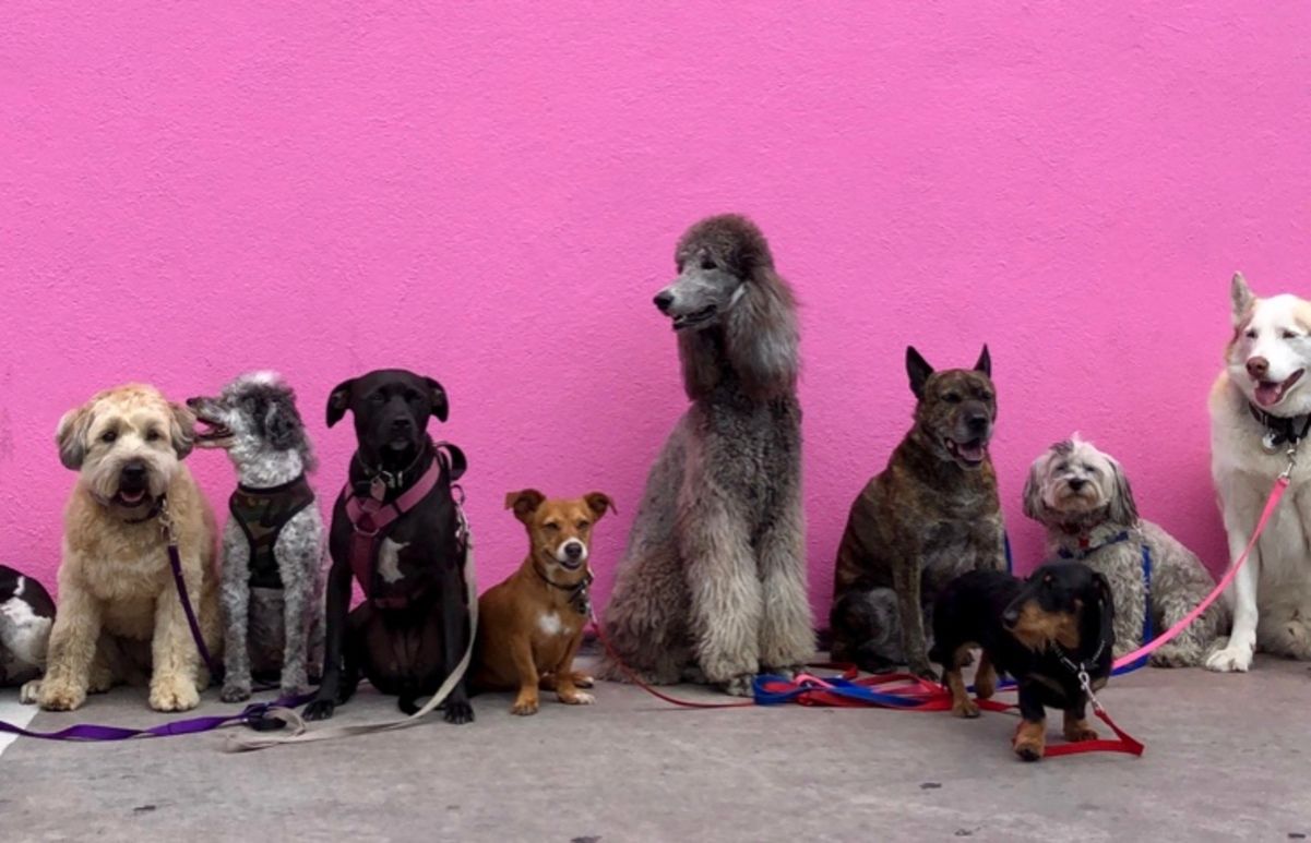 Тест "Открой себя через свою собаку" Тест "Открой себя через свою собаку"