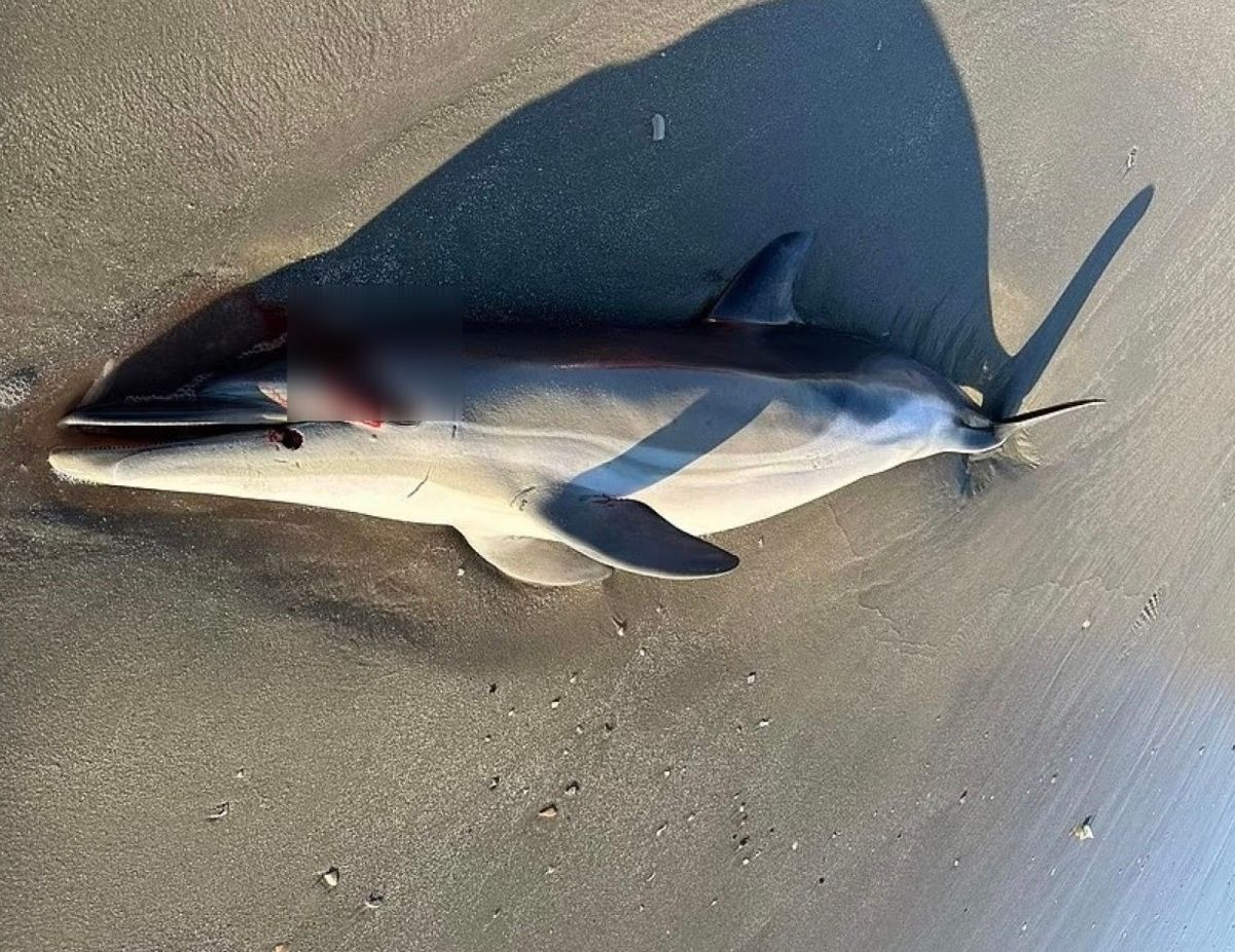 Загадкова смерть дельфіна на узбережжі