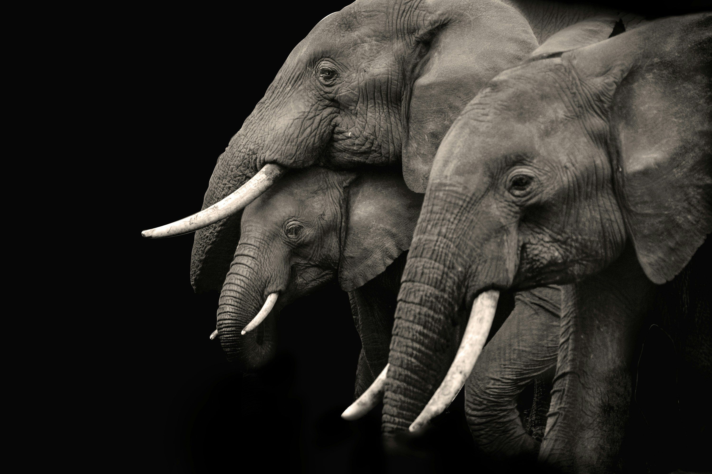 Індійські слони влаштовують похорон своїм дитинчатам