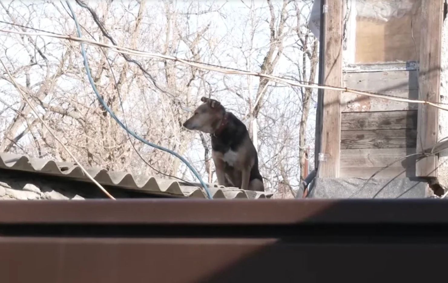 В Днепре собака в течение 8 лет живет на крыше гаражей