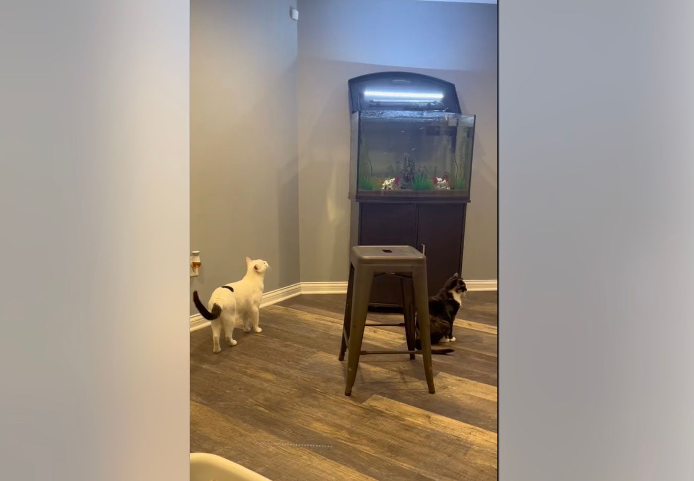 Котик скупався в акваріумі з рибками Котик скупався в акваріумі з рибками