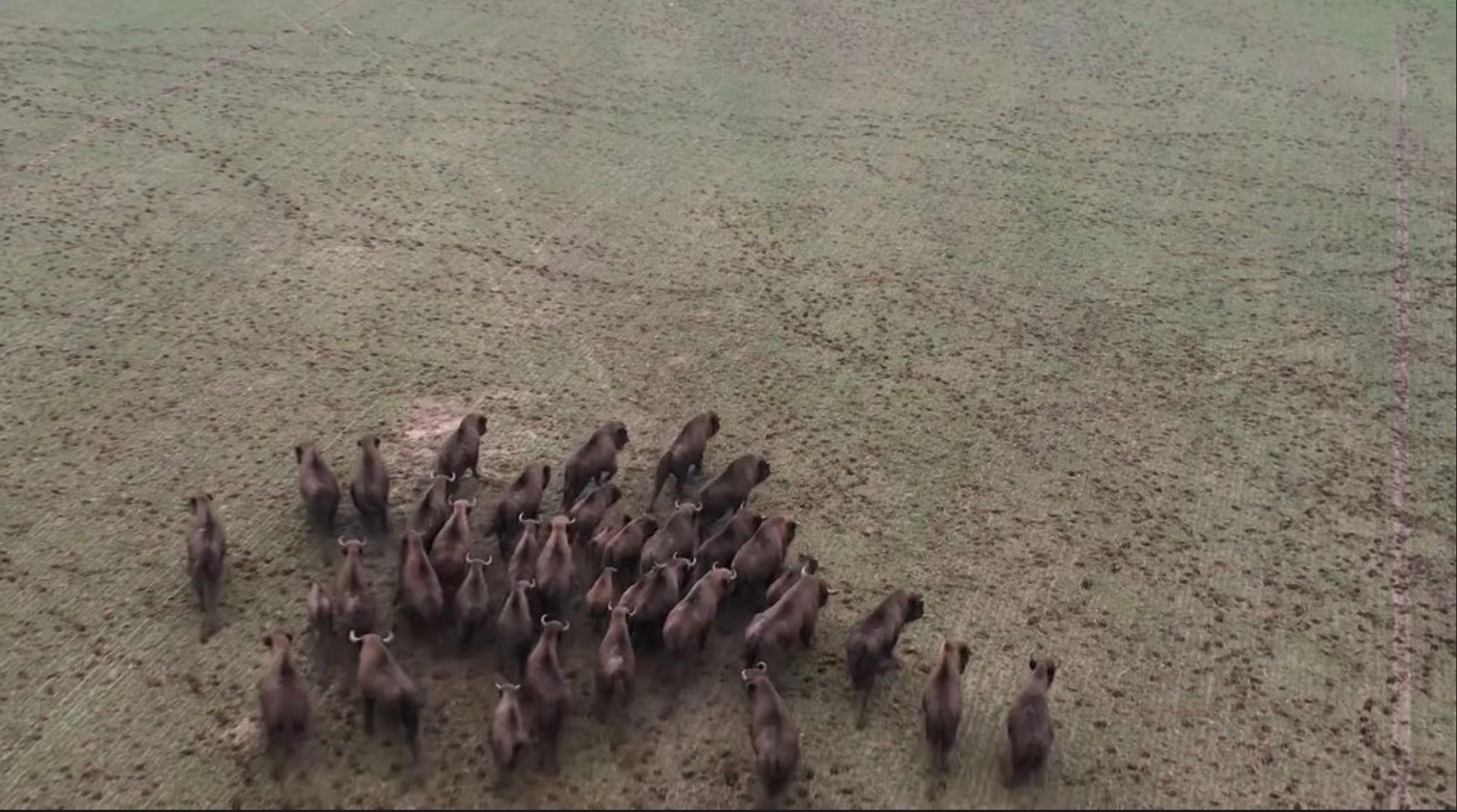 Зубри, які потрапили на відео на Вінниччині Зубри, які потрапили на відео на Вінниччині