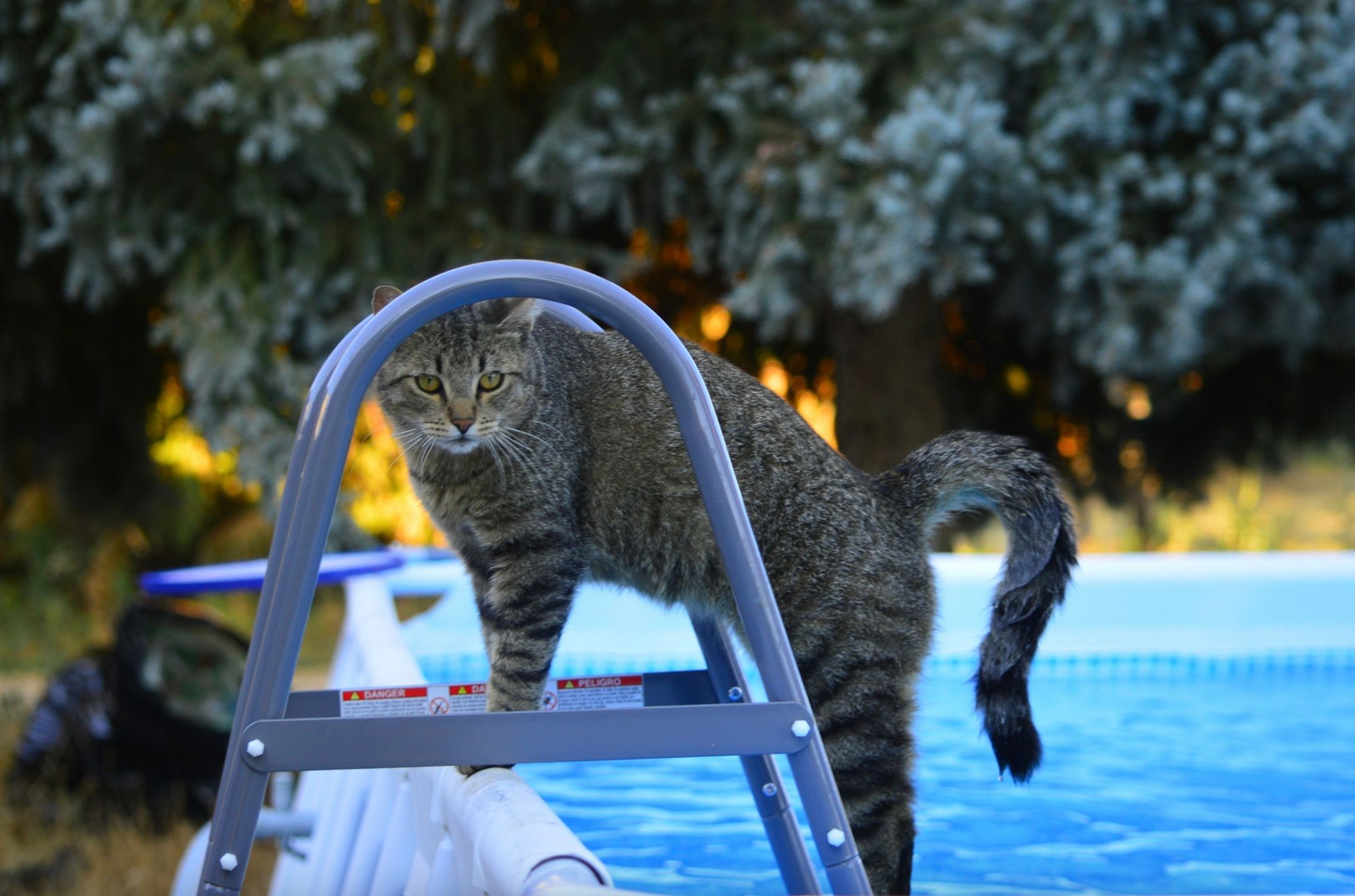 Чому коти бояться води