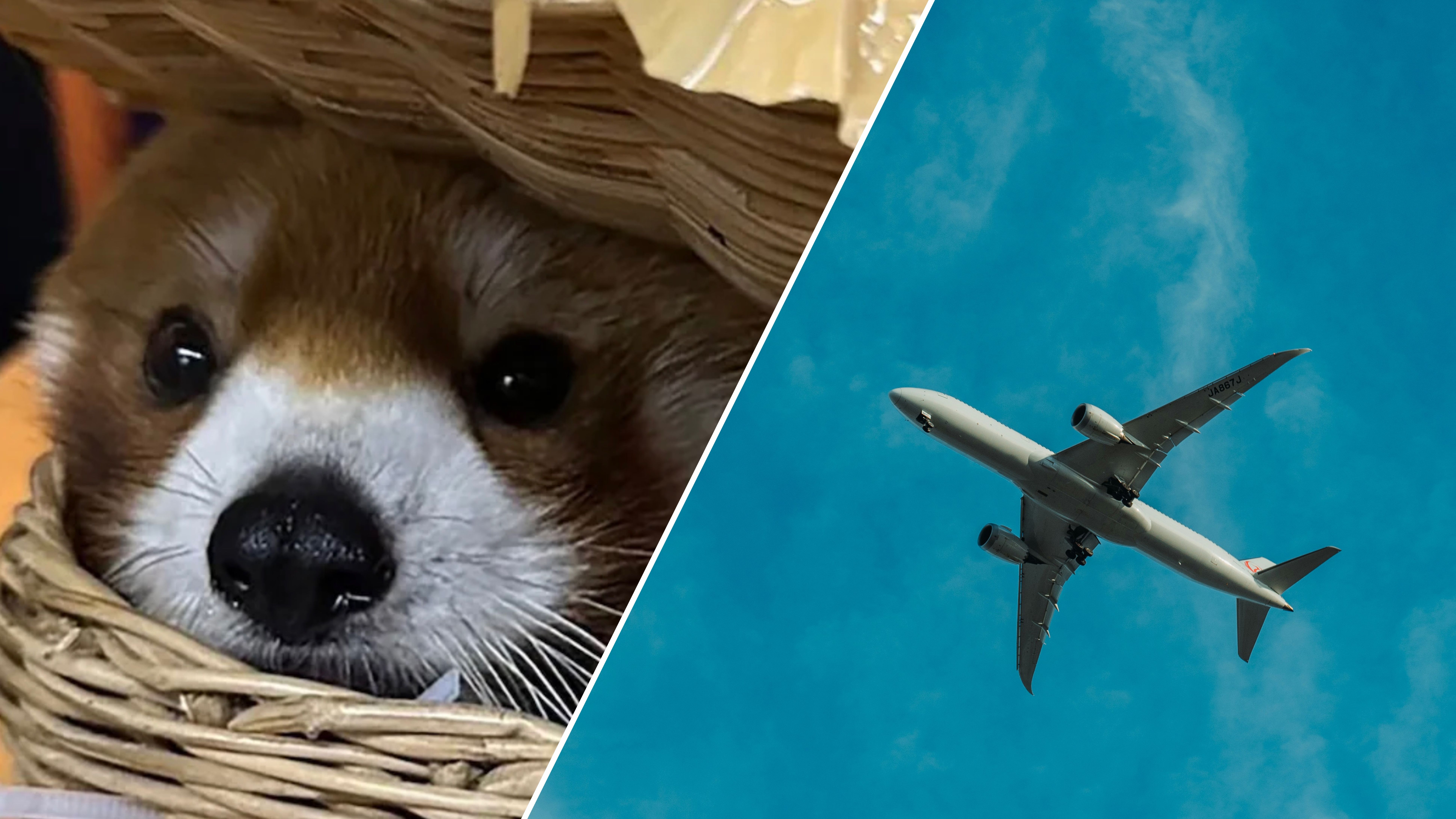 Пассажиры хотели посадить на самолет целый зоопарк редких животных