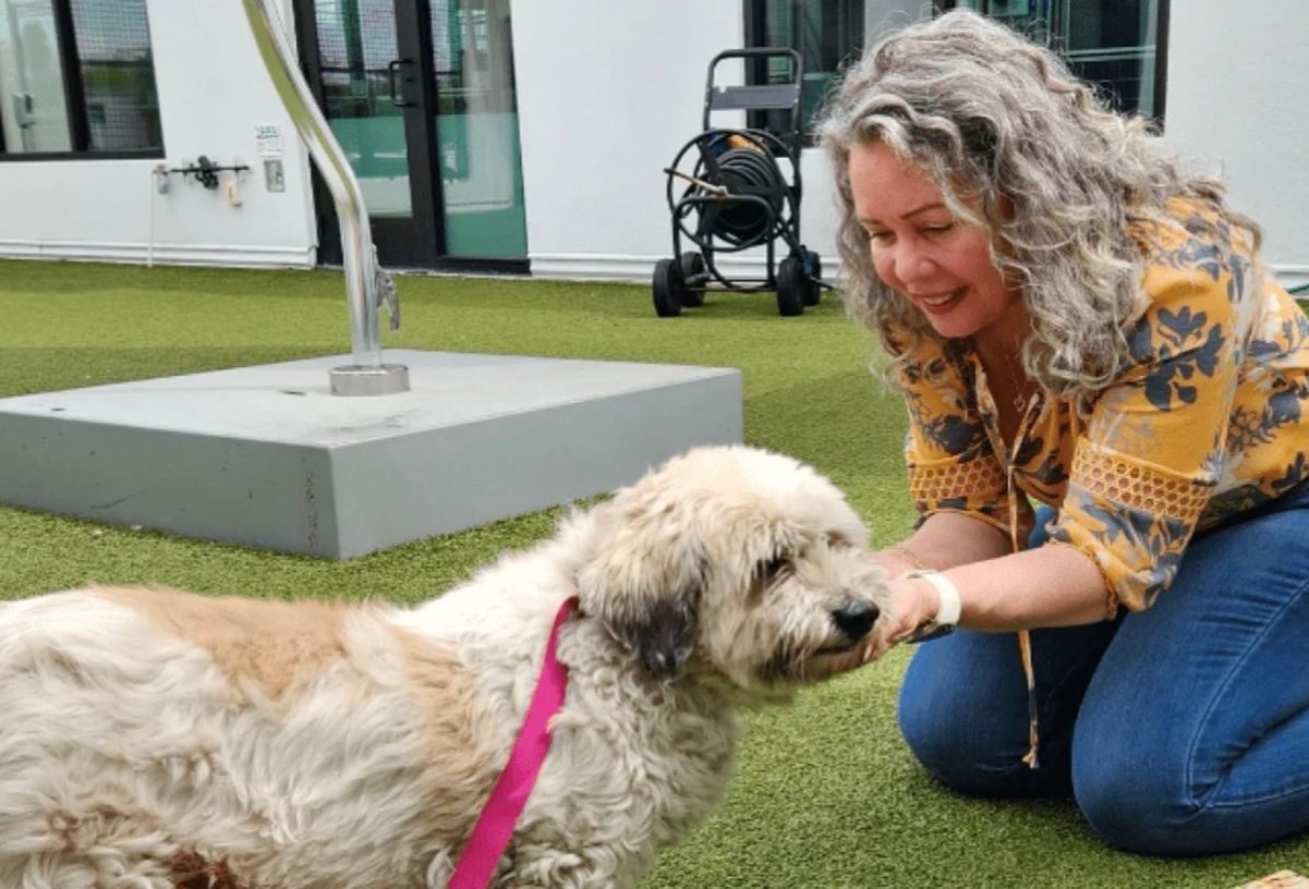 Пес повернувся додому через 10 років після зникнення Пес повернувся додому через 10 років після зникнення