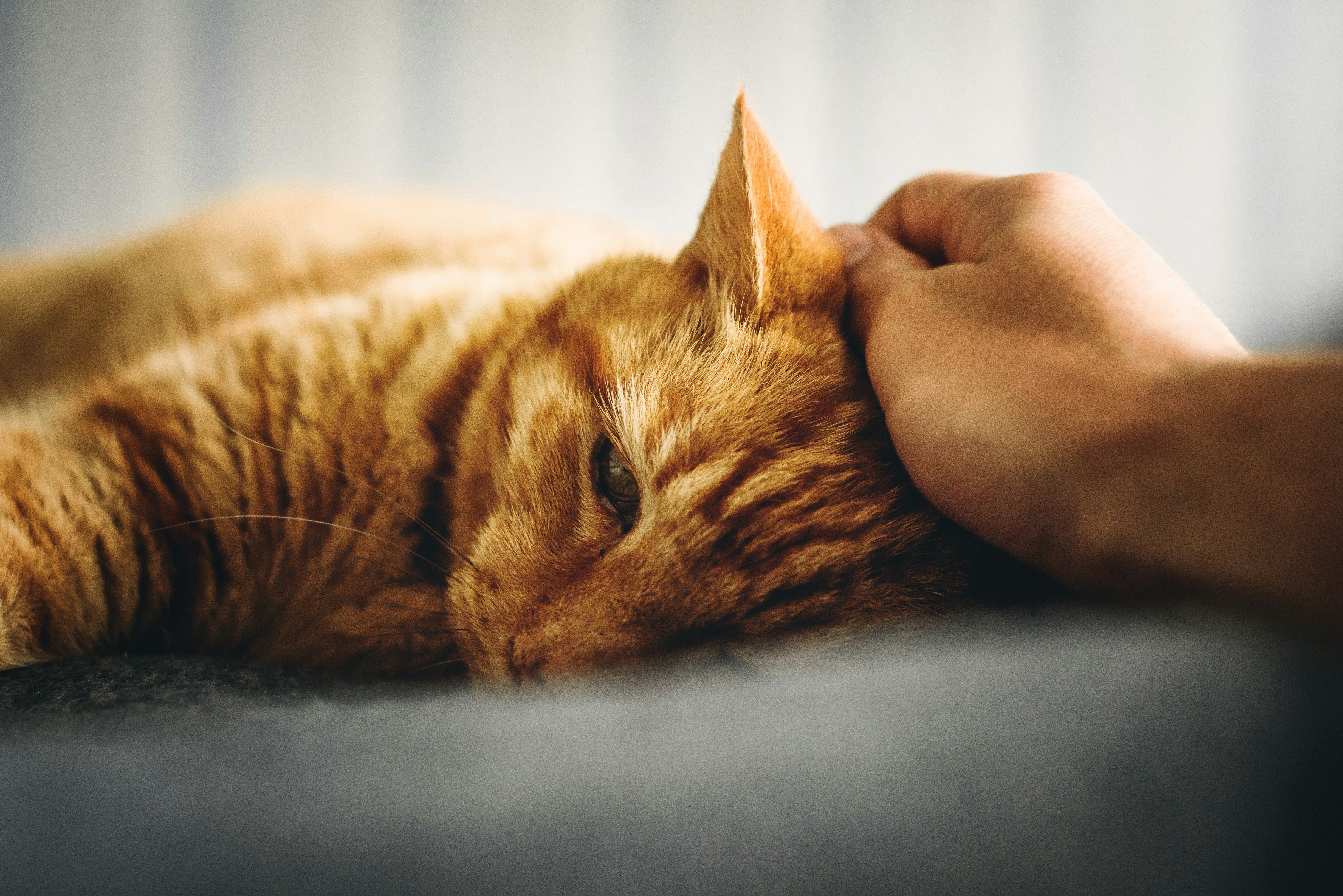 Почему кошки ночью спят рядом с людьми