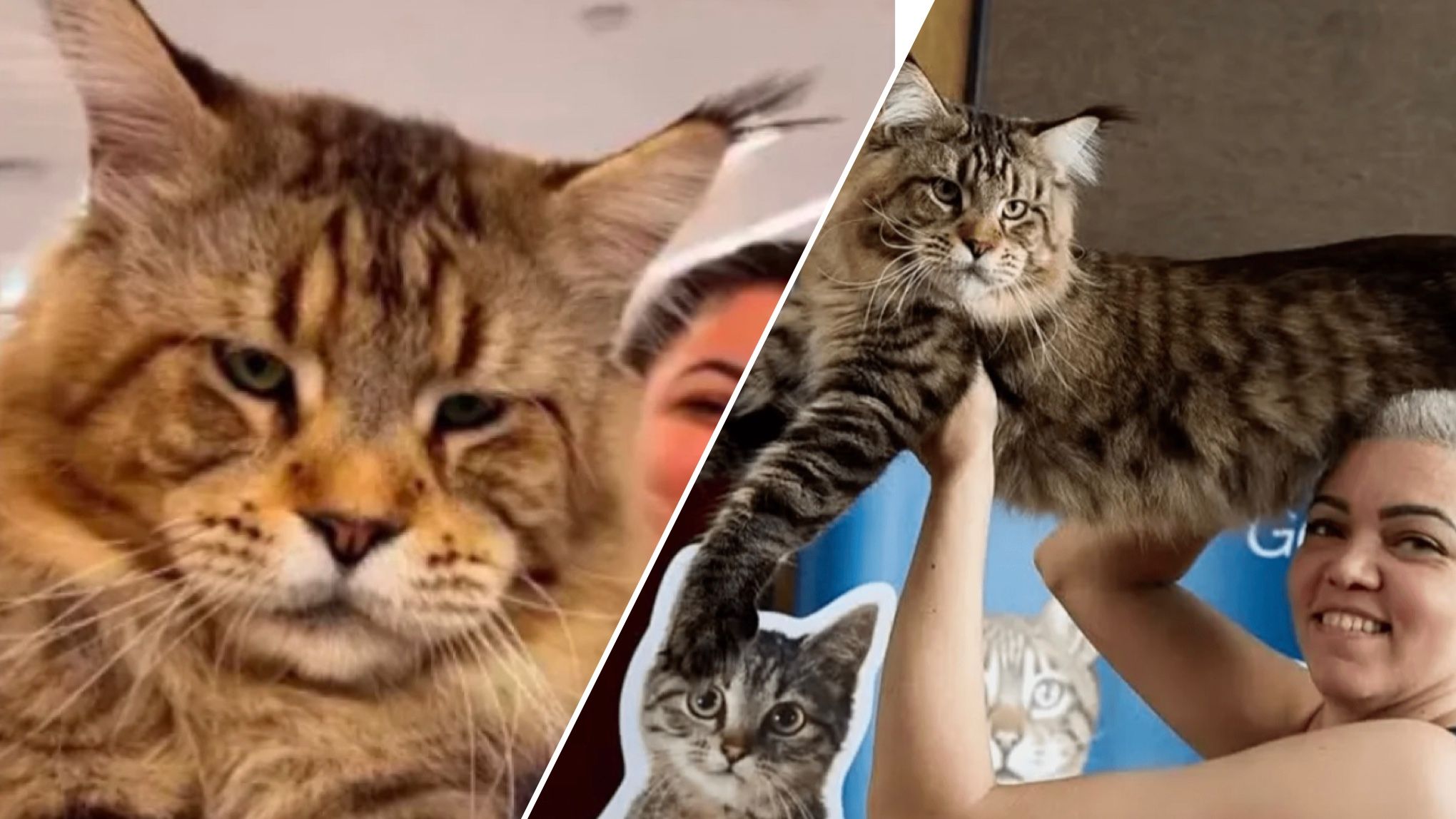 Женщина похвасталась своим "самым большим" в мире котом Женщина похвасталась своим "самым большим" в мире котом