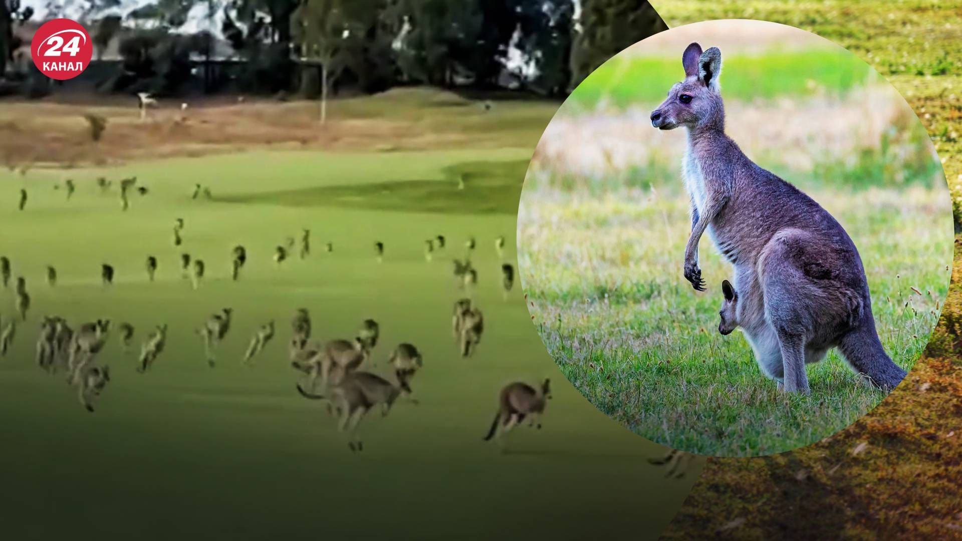 Сотни кенгуру бегут через поле для гольфа