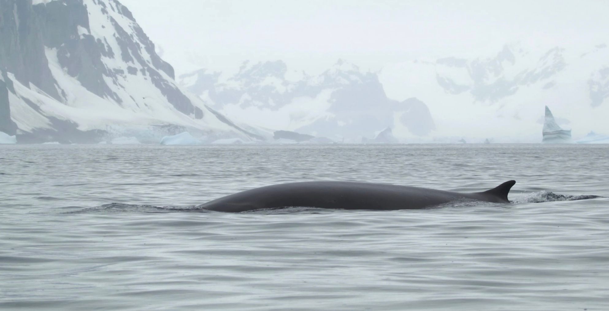 Українські полярники вперше задокументували зустріч з фінвалом Українські полярники вперше задокументували зустріч з фінвалом