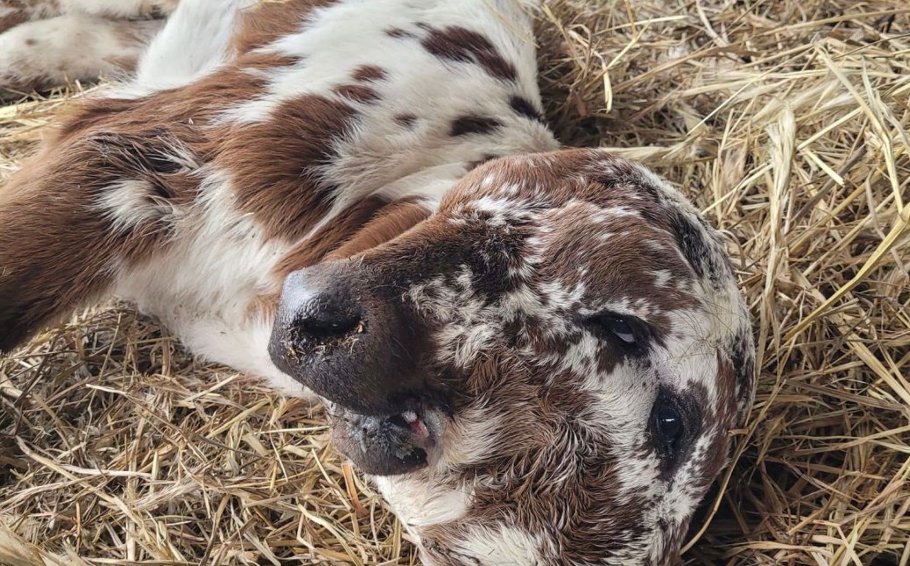 В США на ферме родился теленок, который имеет два лица