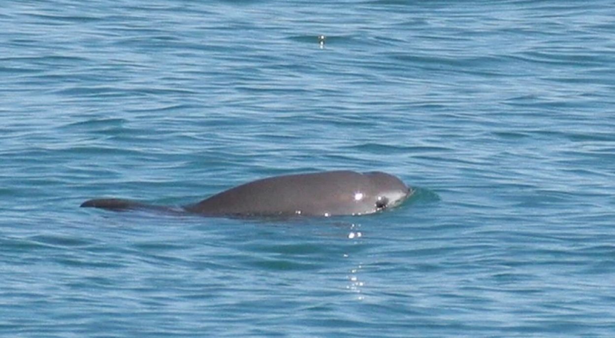 Калифорнийская морская свинья оказалась на грани вымирания Калифорнийская морская свинья оказалась на грани вымирания