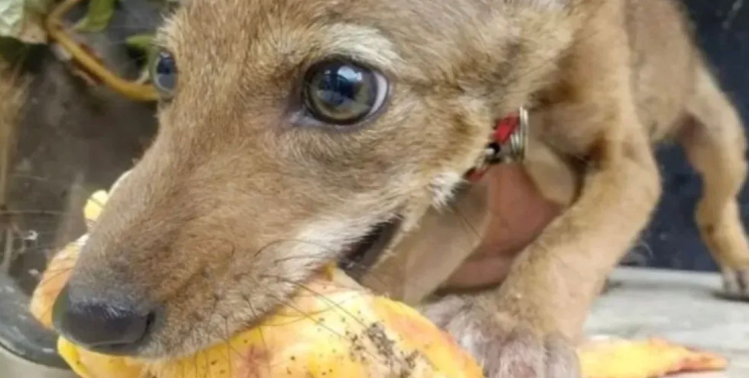 Мексиканка забрала з вулиці койота Мексиканка забрала з вулиці койота