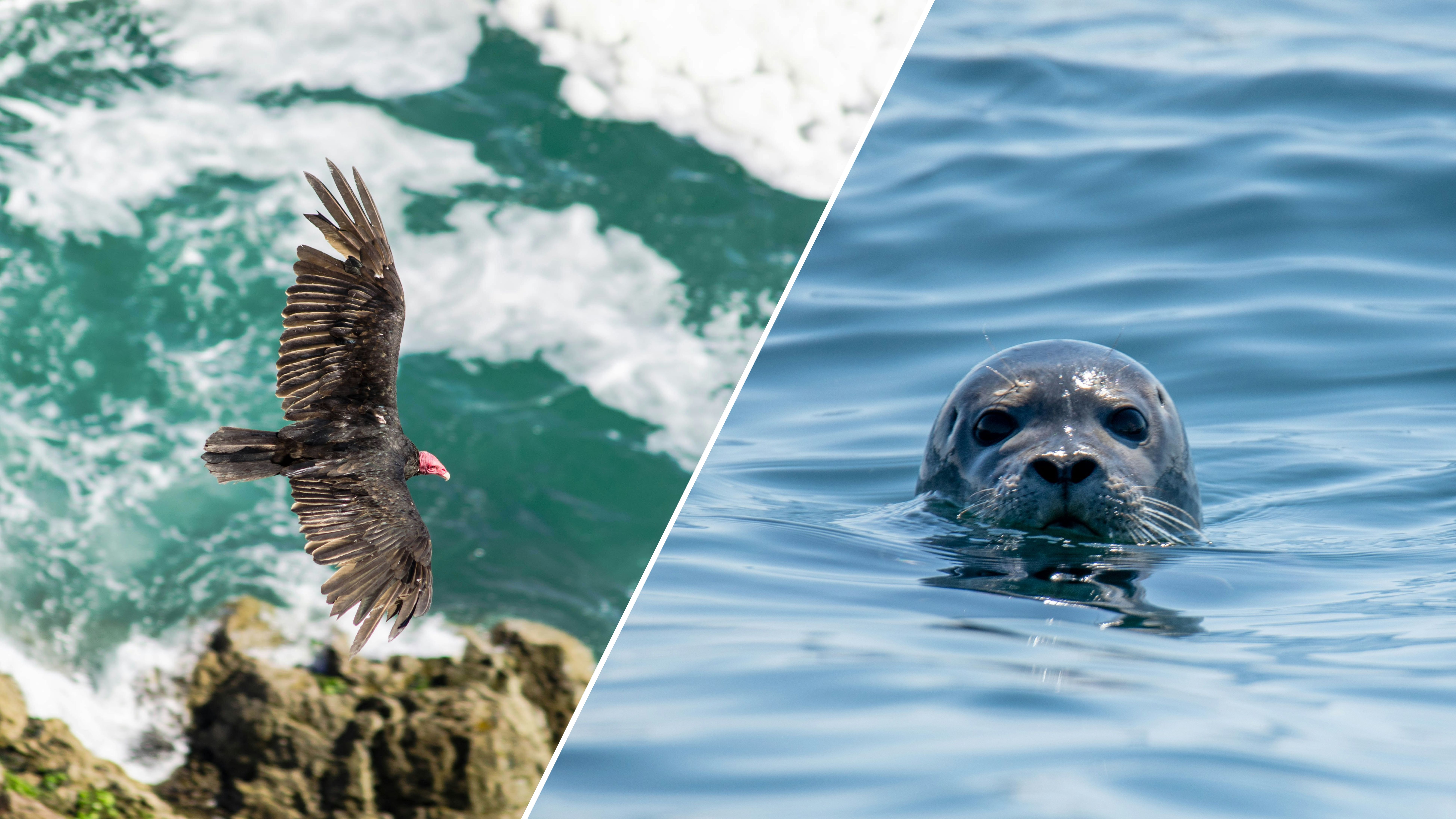 Вчені вперше зняли сварку тюленя й орлана в гавані