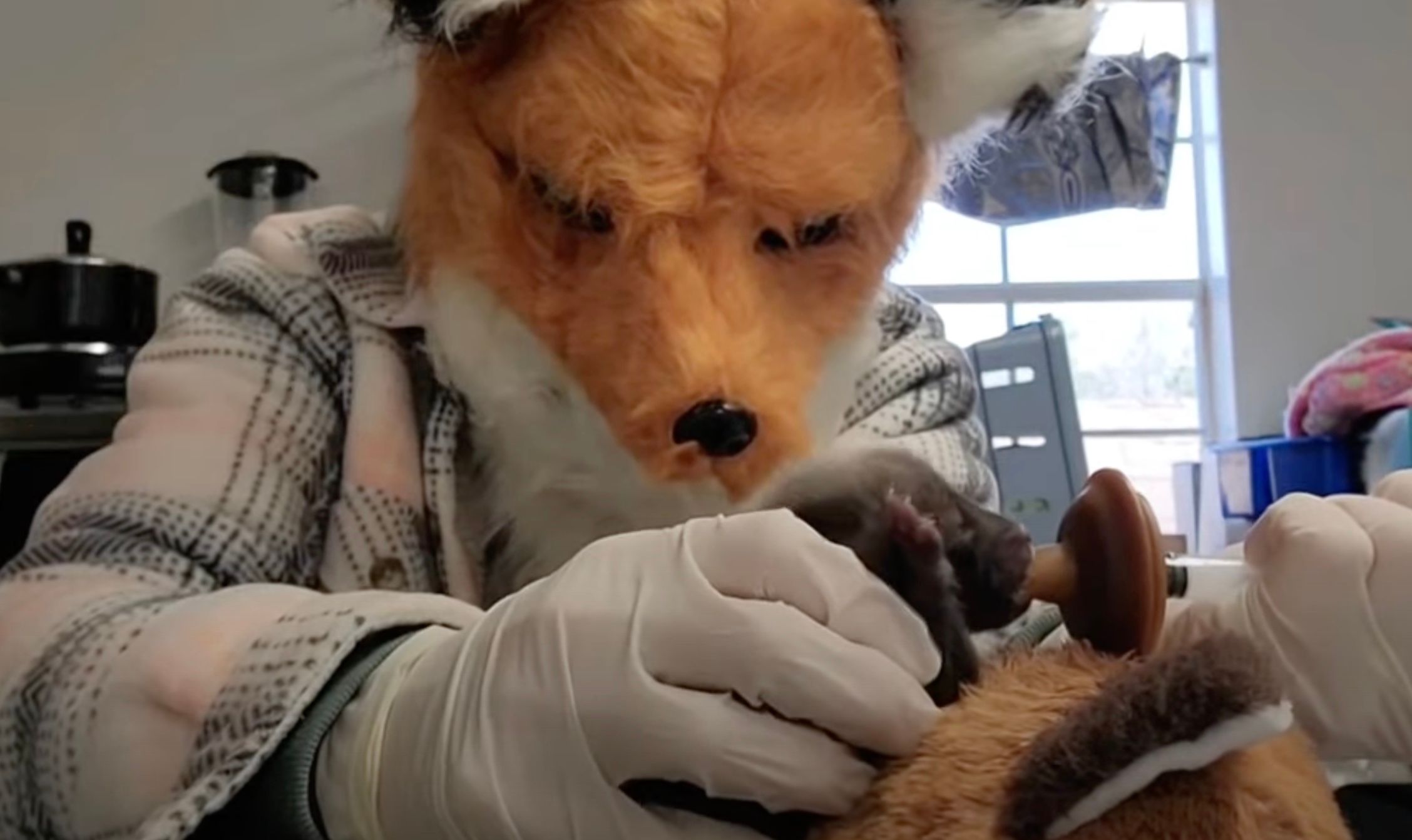 Женщина притворяется лисой для спасения диких зверей Женщина притворяется лисой для спасения диких зверей