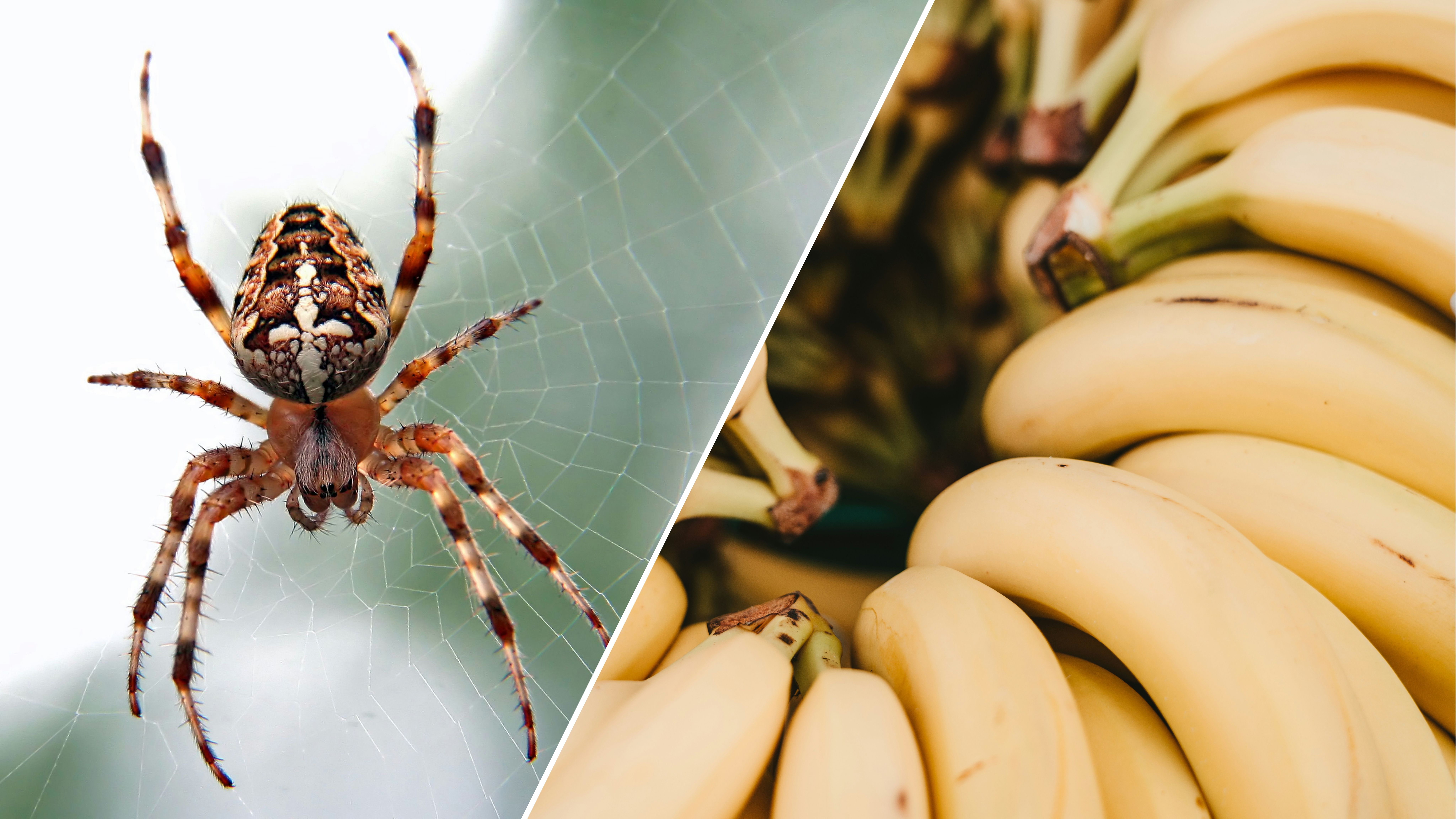 Одні з найнебезпечніших павуків на Землі можуть ховатися в бананах