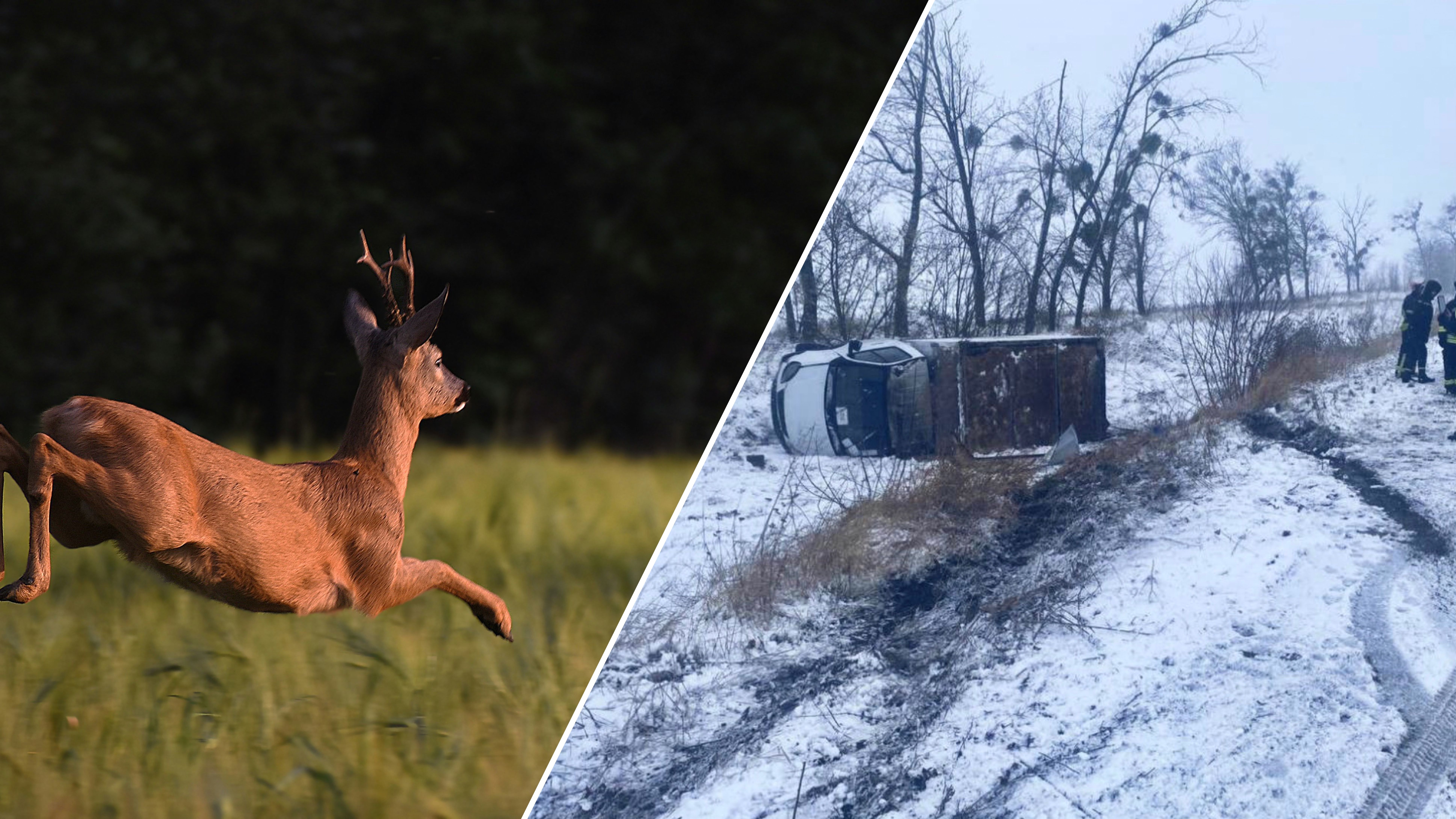 На Киевщине водитель вылетел в кювет из-за косули на дороге На Киевщине водитель вылетел в кювет из-за косули на дороге