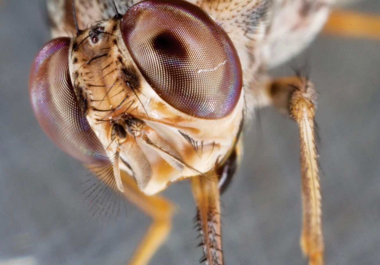 Глобальне потепління ставить під загрозу муху цеце