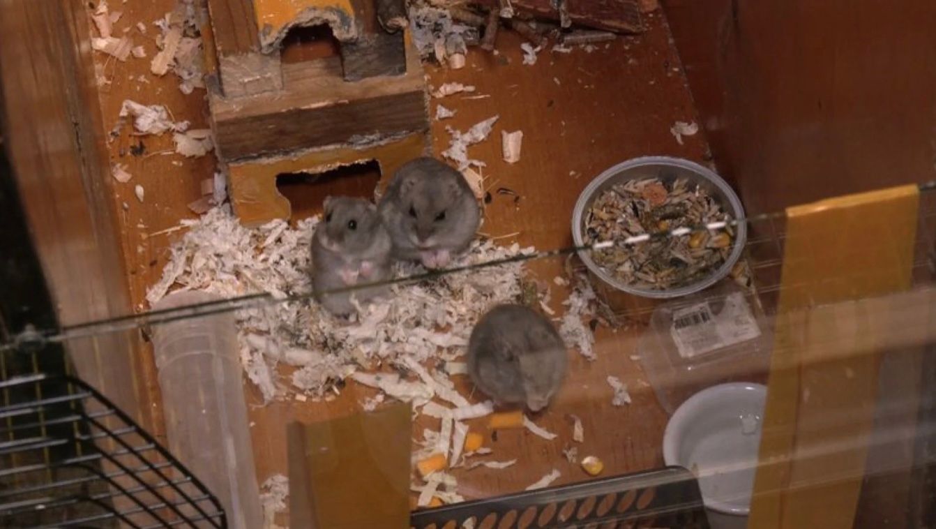 Дівчина прихистила 72 хом'яків-переселенців Дівчина прихистила 72 хом'яків-переселенців