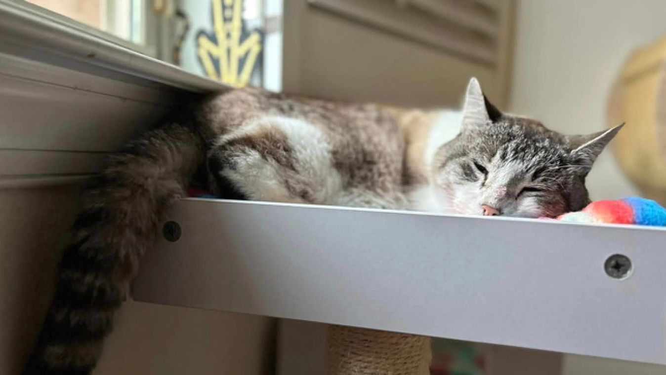 Кот Кевин вернулся через 7 лет после исчезновения Кот Кевин вернулся через 7 лет после исчезновения