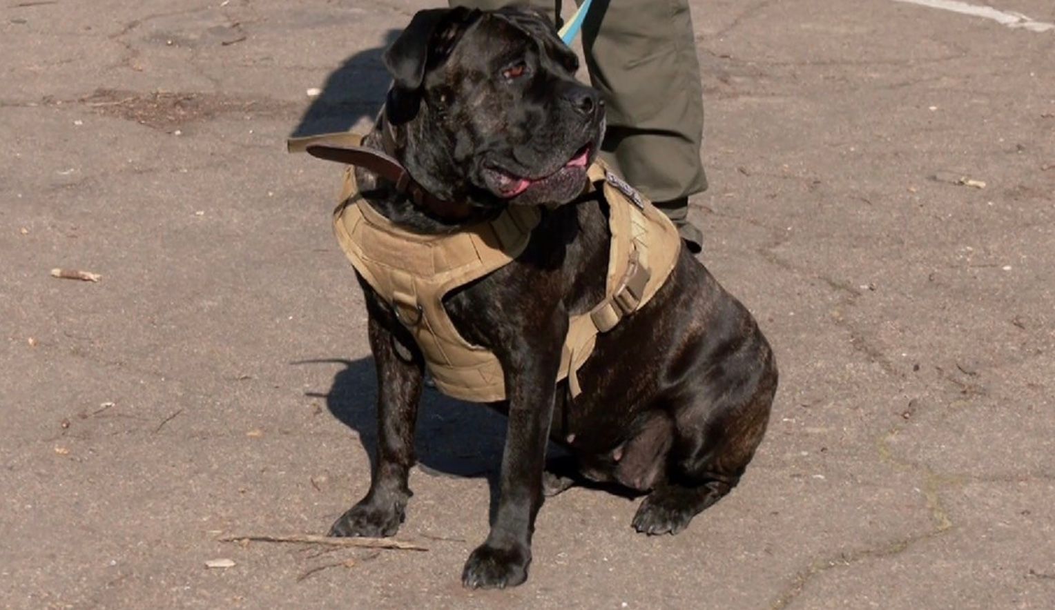 Собака Тара Собака Тара