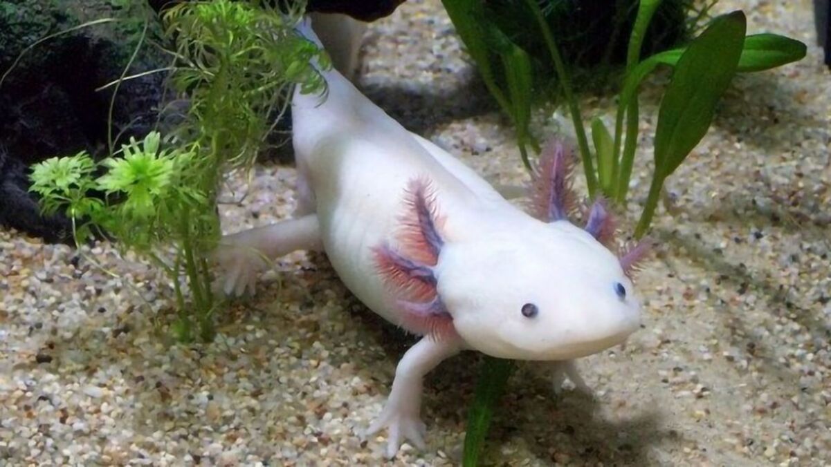 Слепые "драконы", обитающие под землей, сбежали на поверхность Слепые "драконы", обитающие под землей, сбежали на поверхность