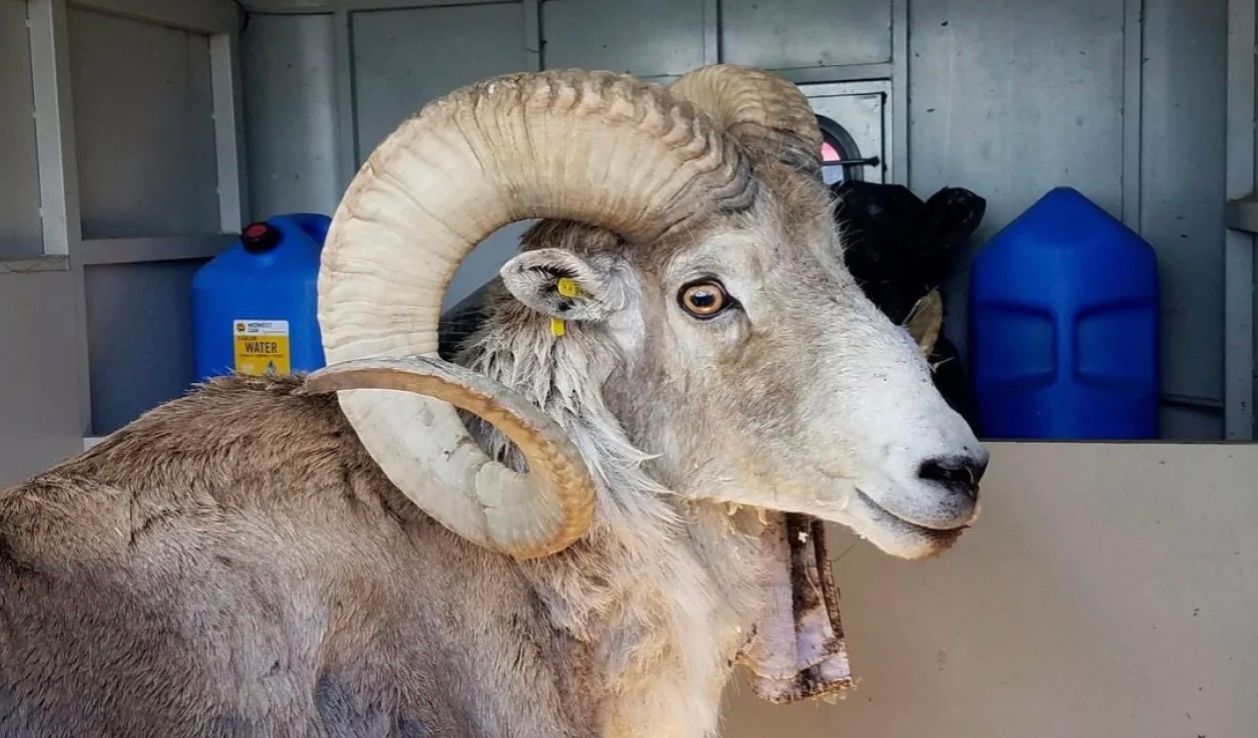 Фермер клонировал и продавал гигантских "овец-мутантов" Фермер клонировал и продавал гигантских "овец-мутантов"