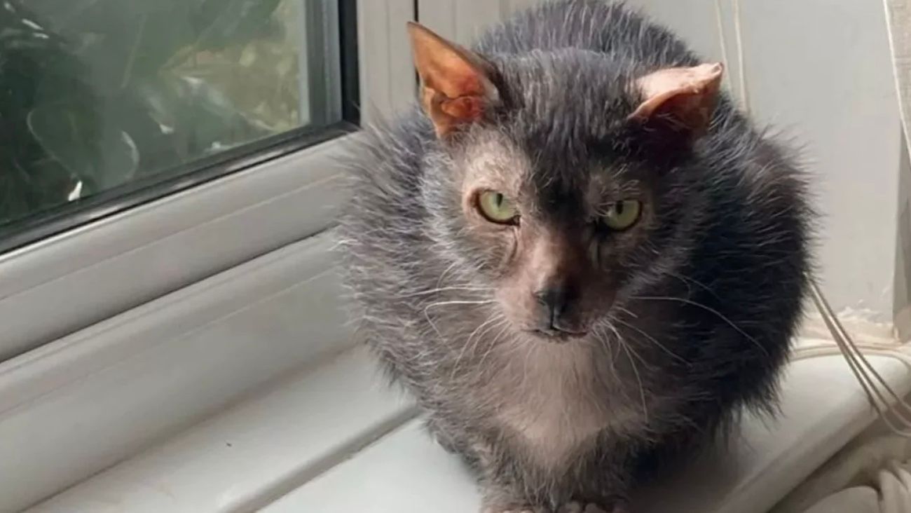 Кошка пугает людей своим внешним видом Кошка пугает людей своим внешним видом