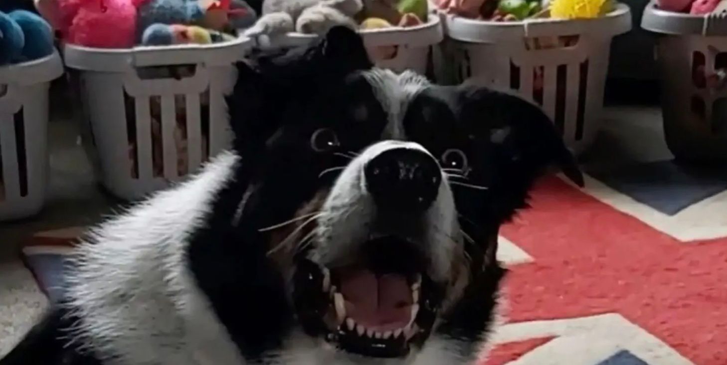 Пес Макс каждый вечер учит новые слова Пес Макс каждый вечер учит новые слова