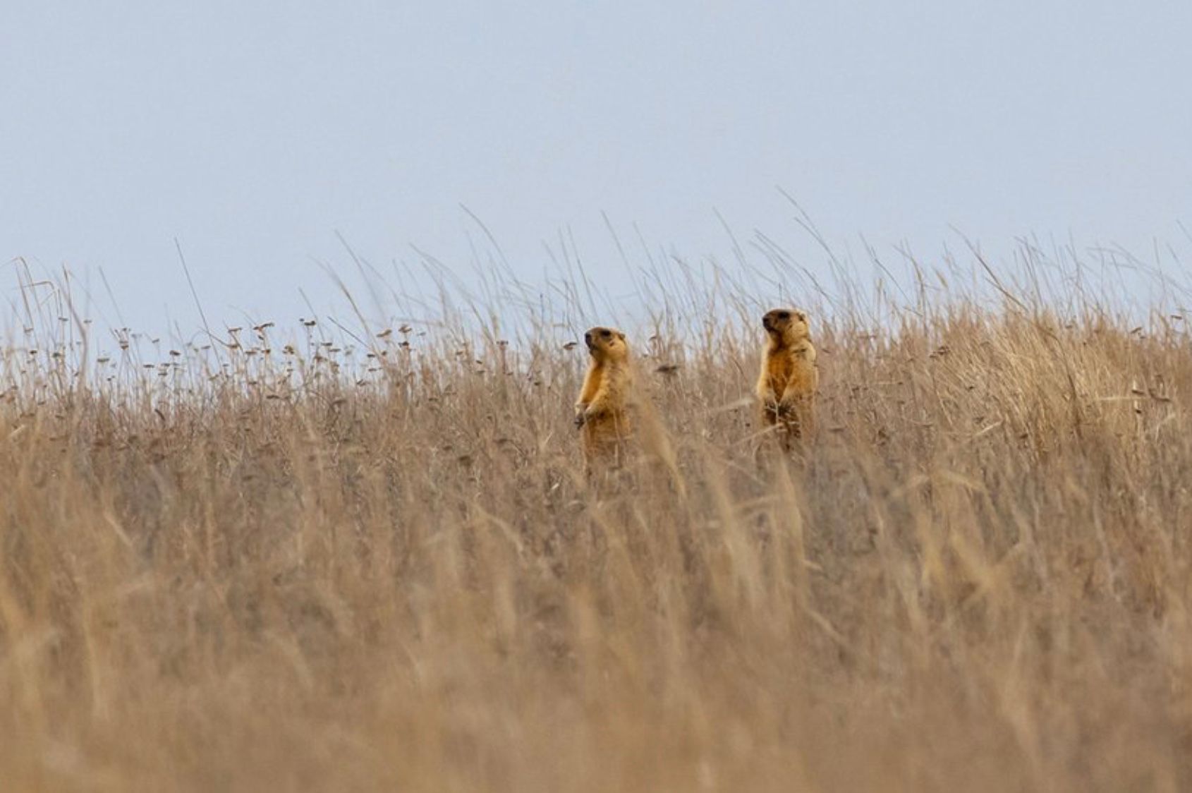 Сурки в Буджакской степи в Одесской области Сурки в Буджакской степи в Одесской области