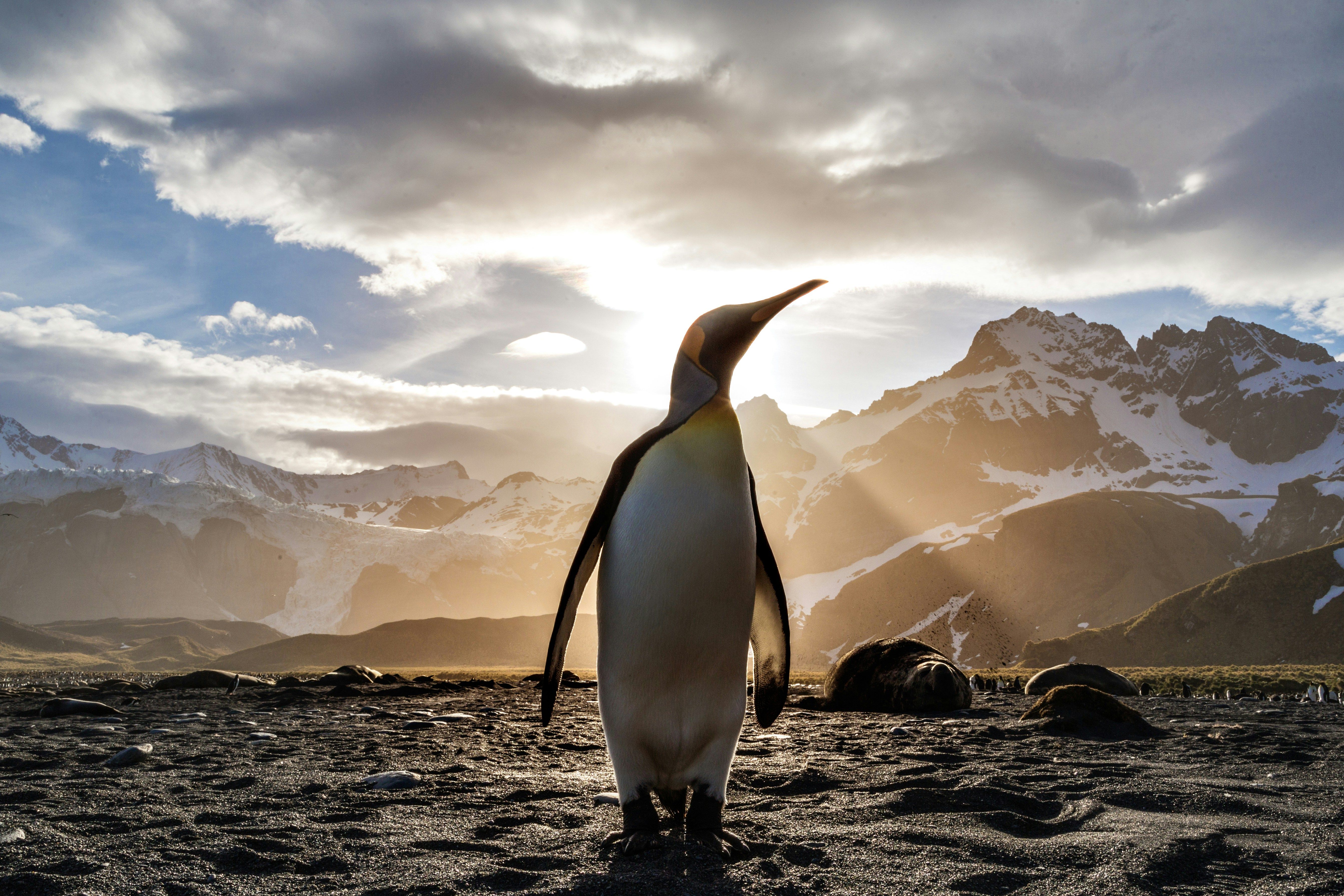 Украинские полярники показали "пингвинов-верхолазов"
