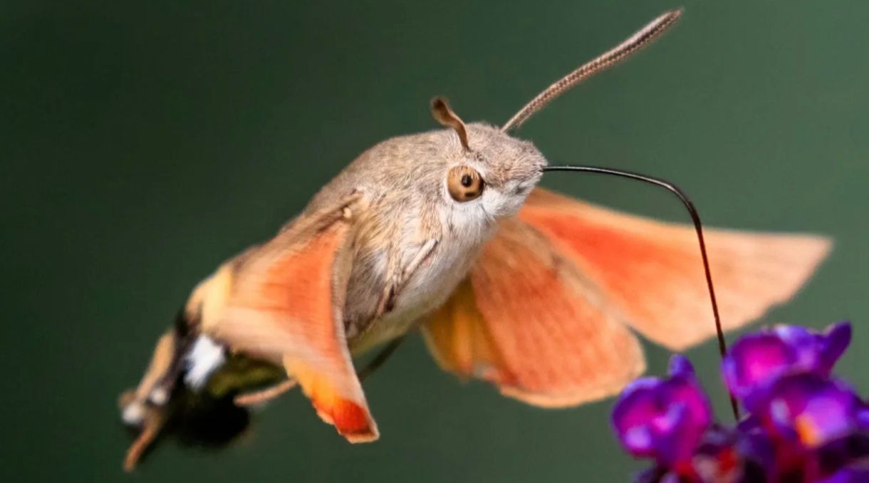 Крошечная бабочка машет крыльями со скоростью 85 раз в секунду
