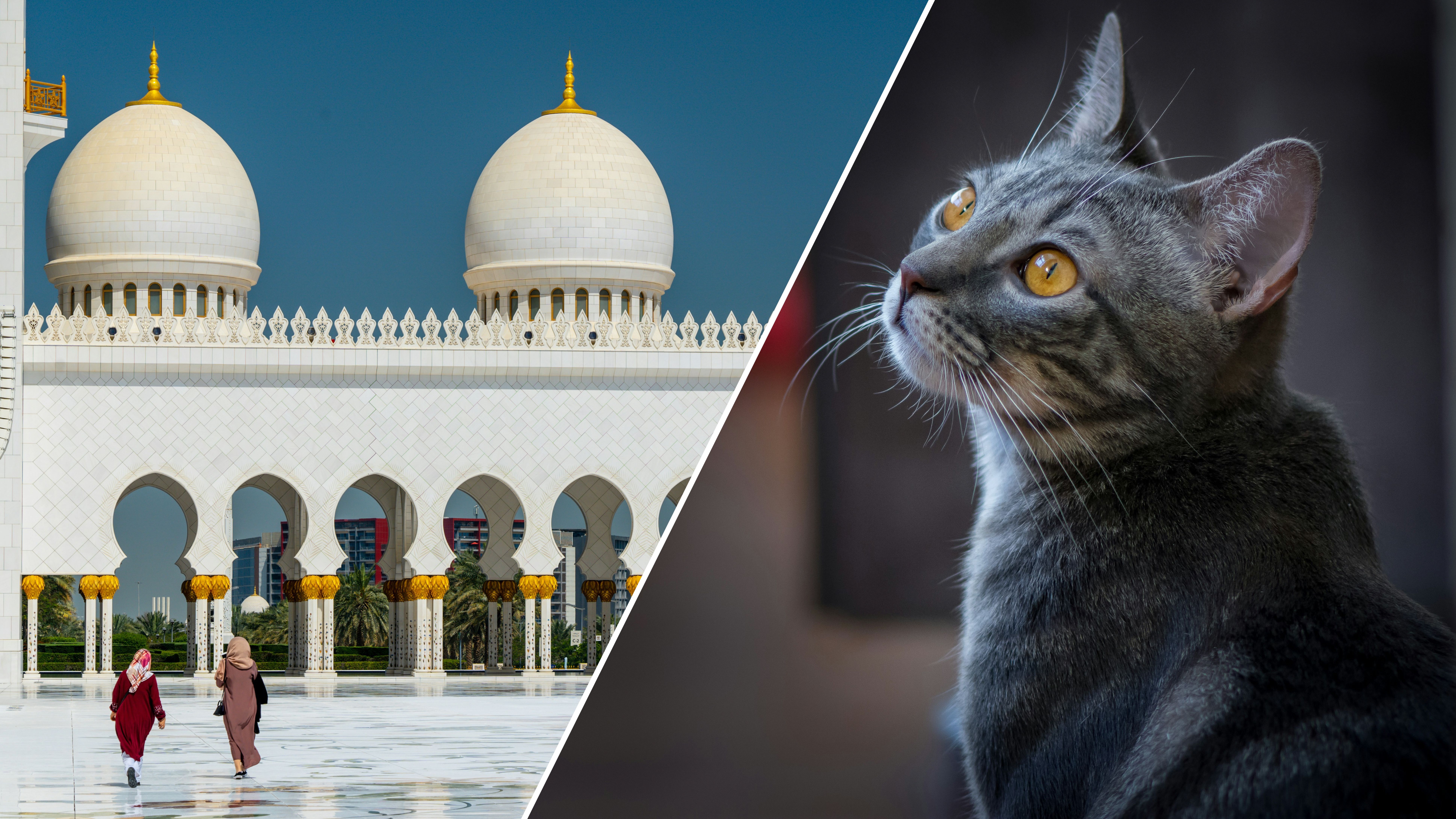 Почему мусульмане не заводят собак и почему обожают котов Почему мусульмане не заводят собак и почему обожают котов