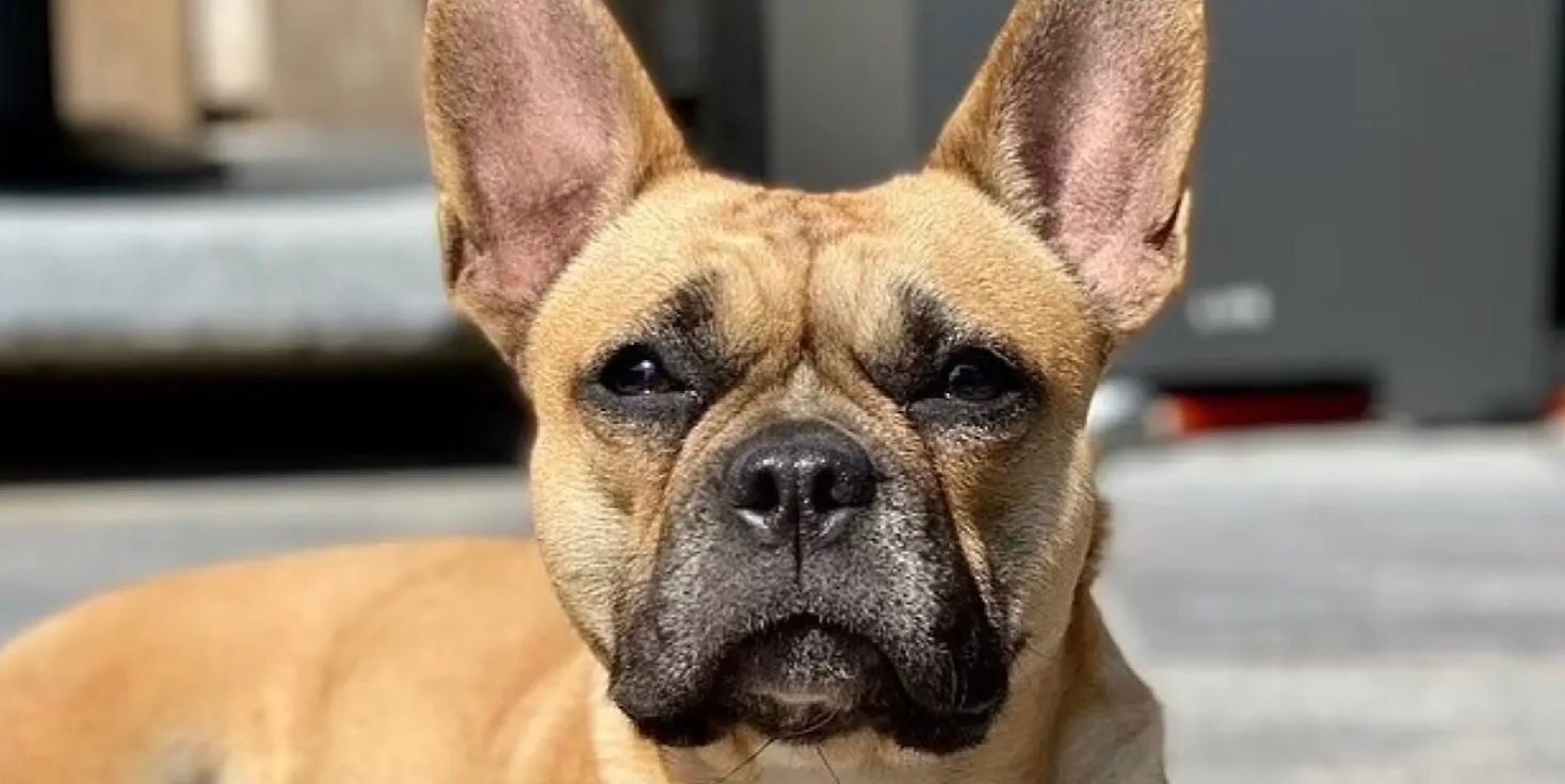 Вчені вивели першого у світі вроджено здорового французького бульдога Вчені вивели першого у світі вроджено здорового французького бульдога