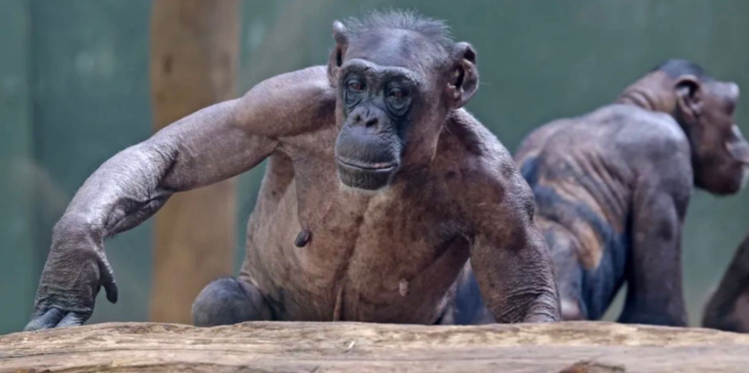 Шимпанзе в зоопарке Магдебурга, Германия Шимпанзе в зоопарке Магдебурга, Германия