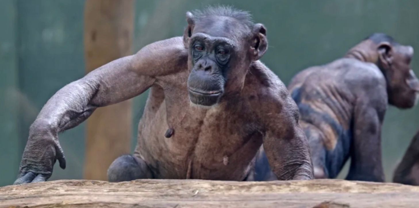 Шимпанзе в зоопарке Магдебурга, Германия